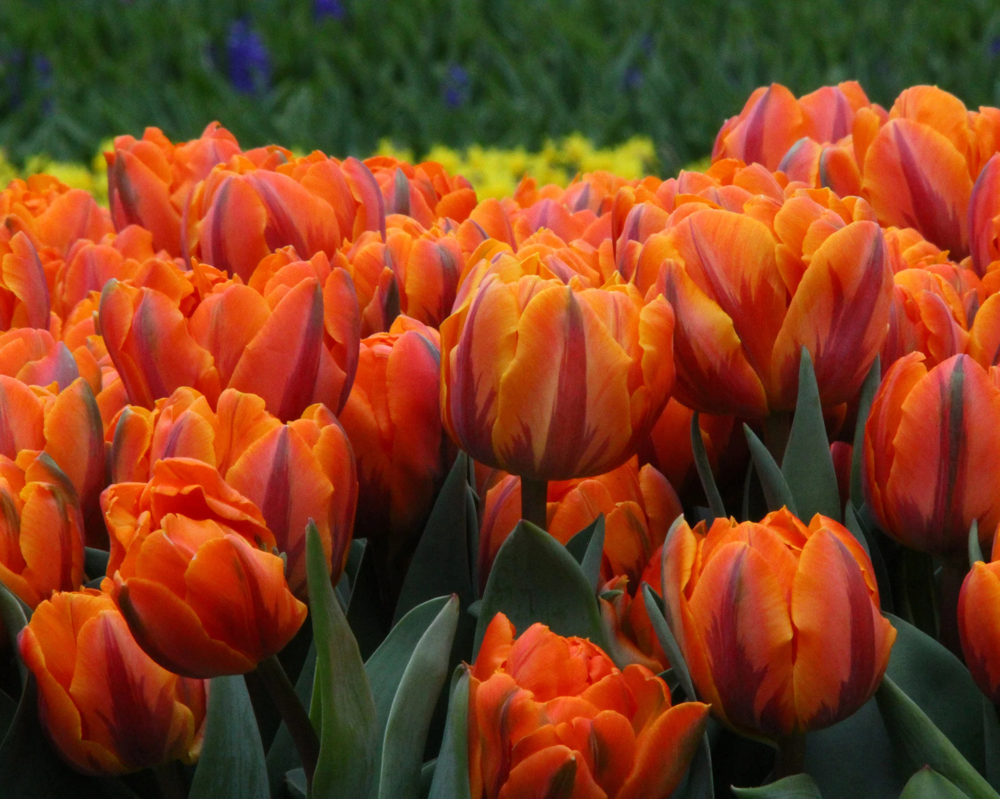 Tulip 'Orange Princess' - Image 9