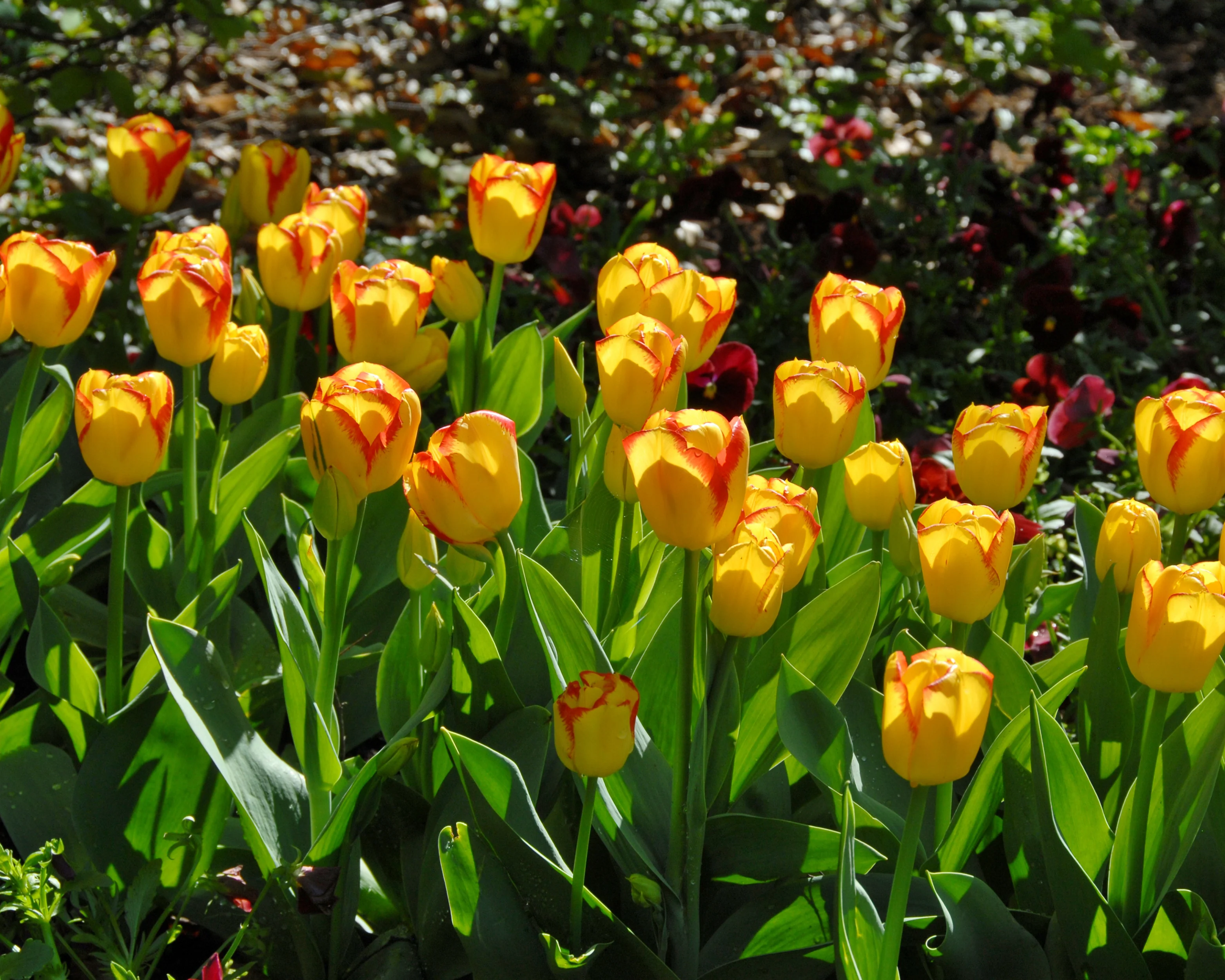 Tulip 'Outbreak' - Image 2