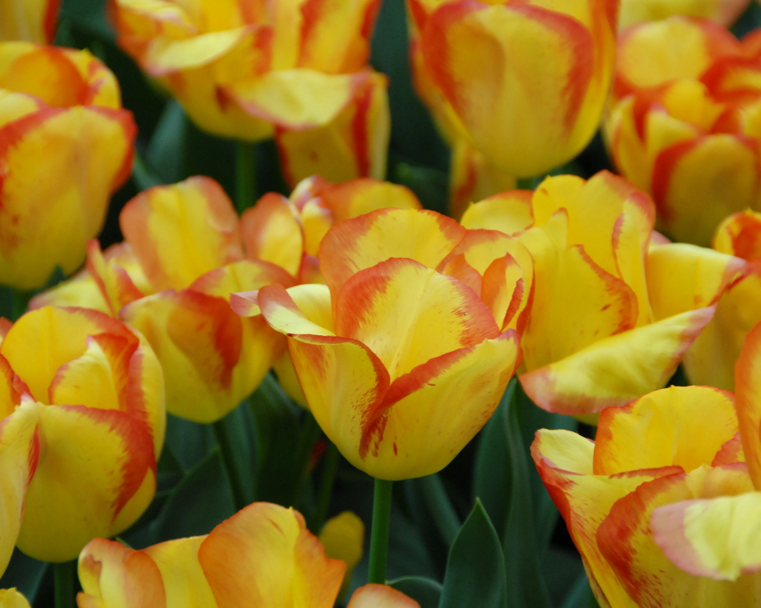 Tulip 'Outbreak' - Image 5