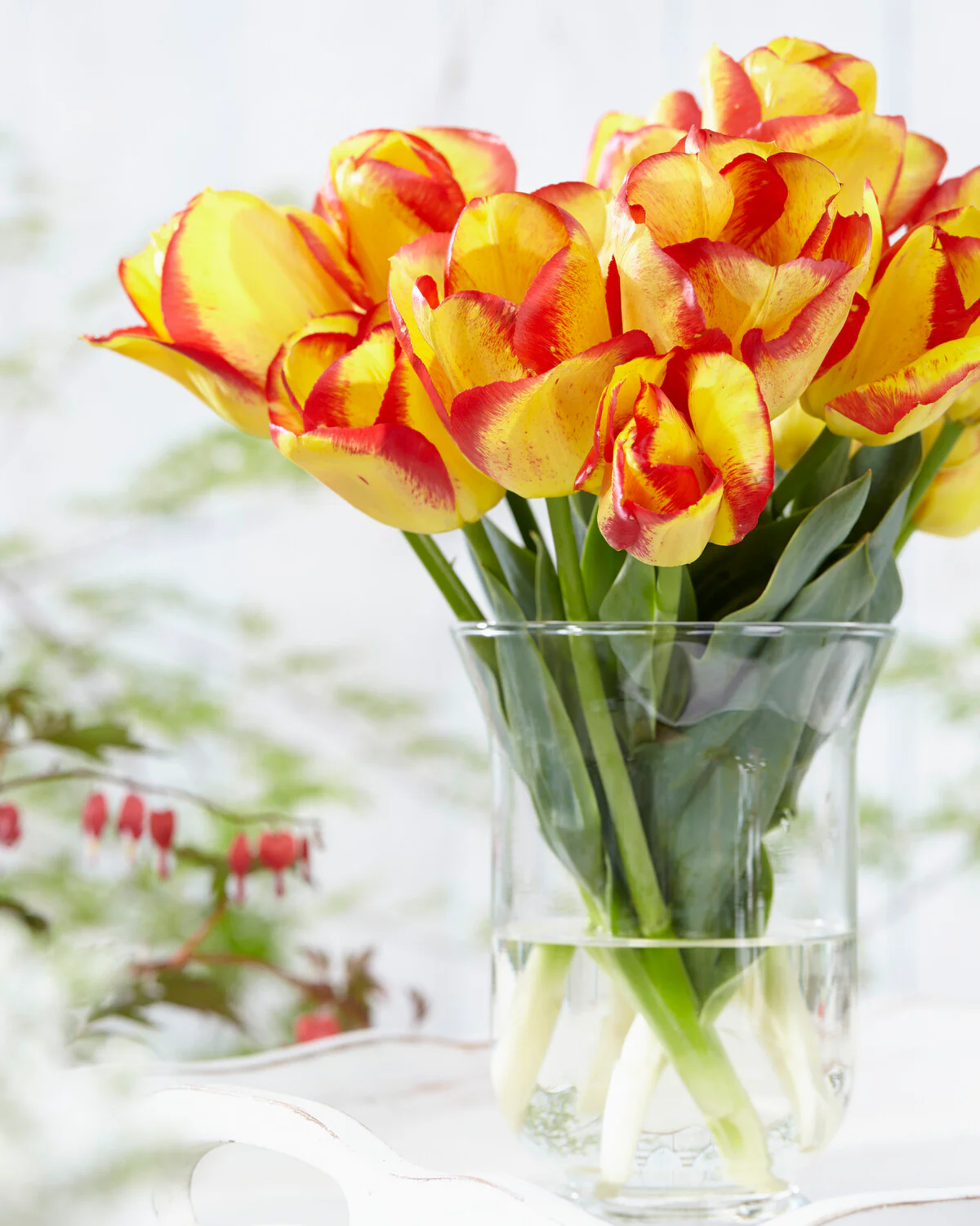 Tulip 'Outbreak' - Image 8