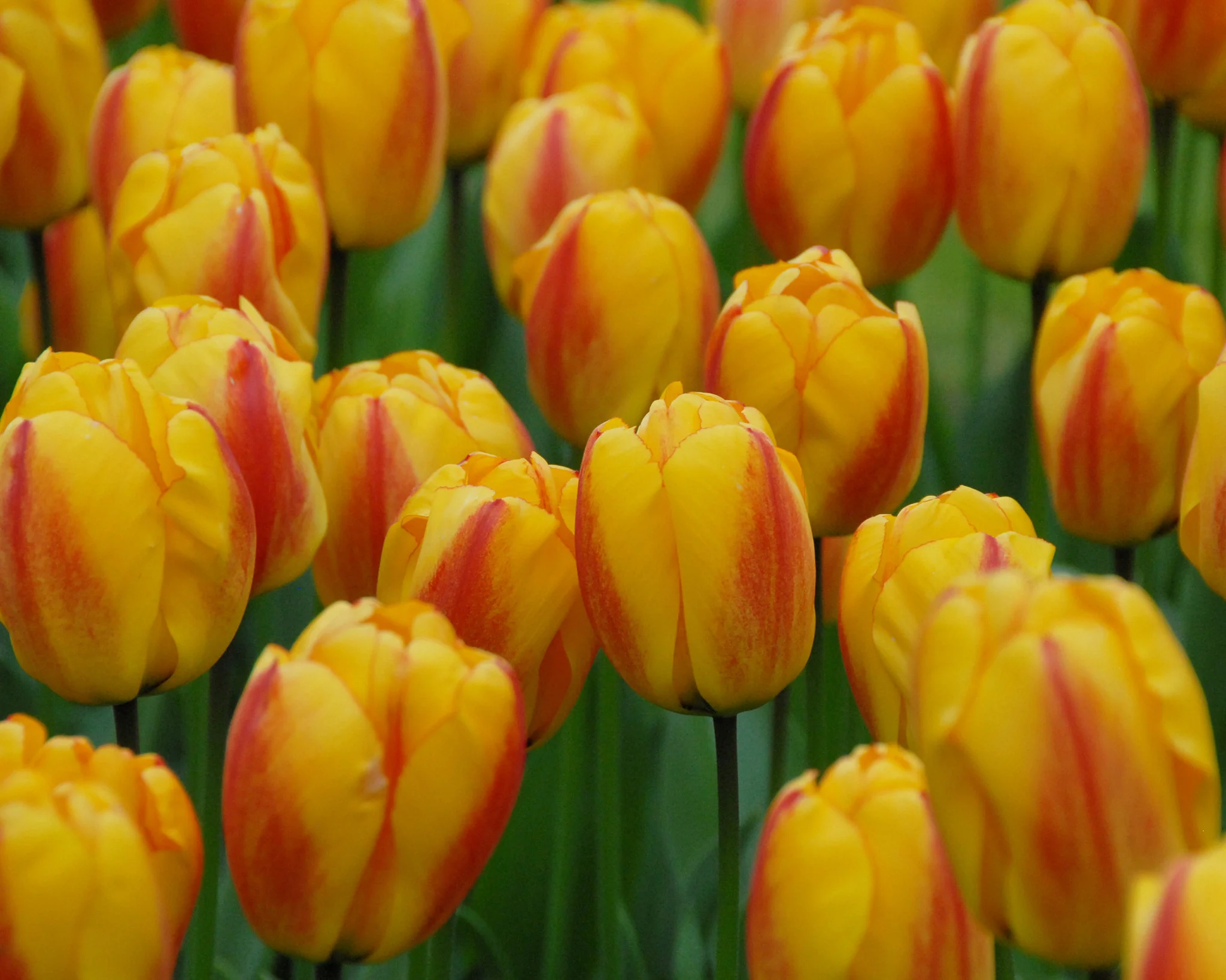 Tulip 'Oxford Wonder' - Image 2