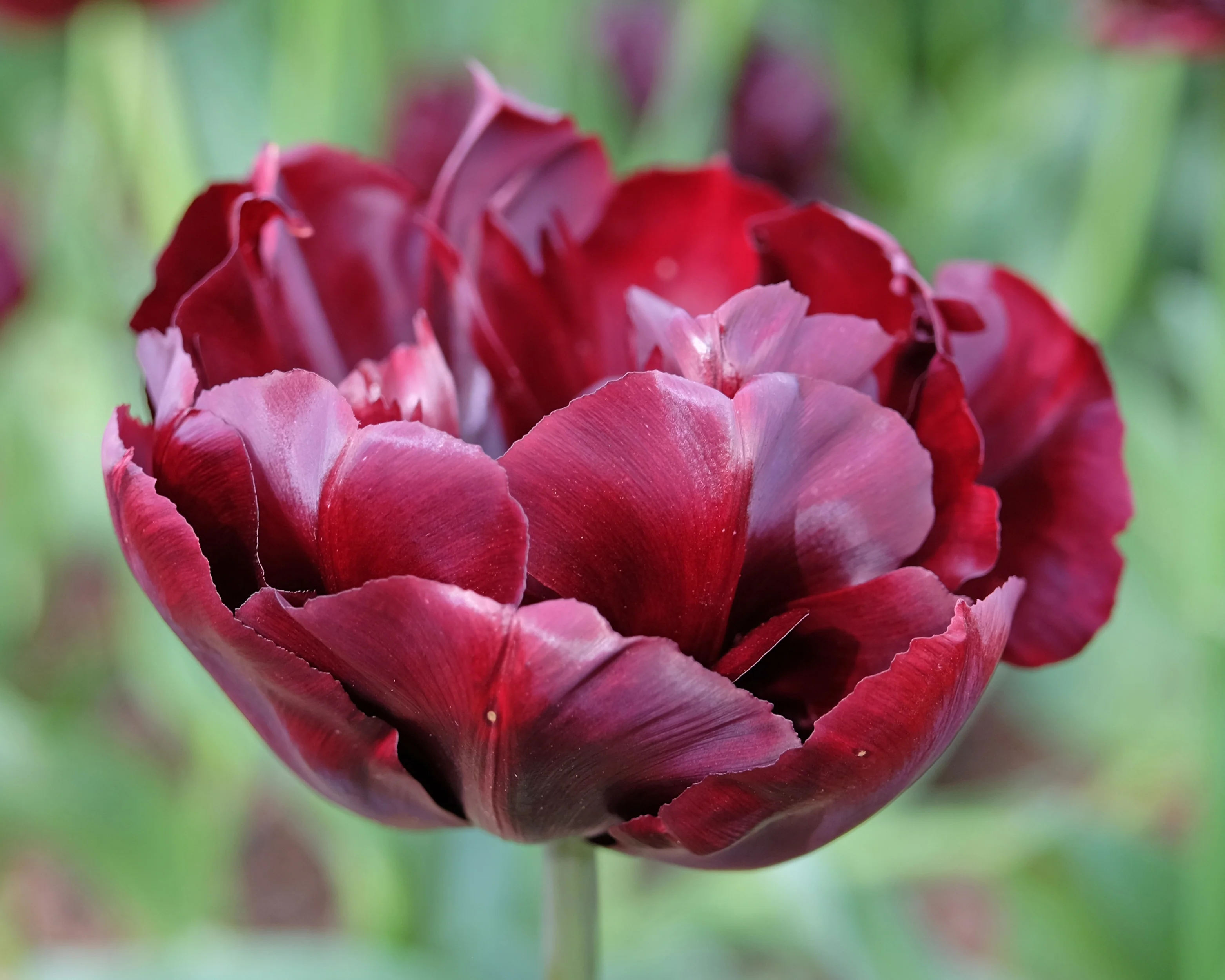 Tulip 'Palmyra' - Image 11