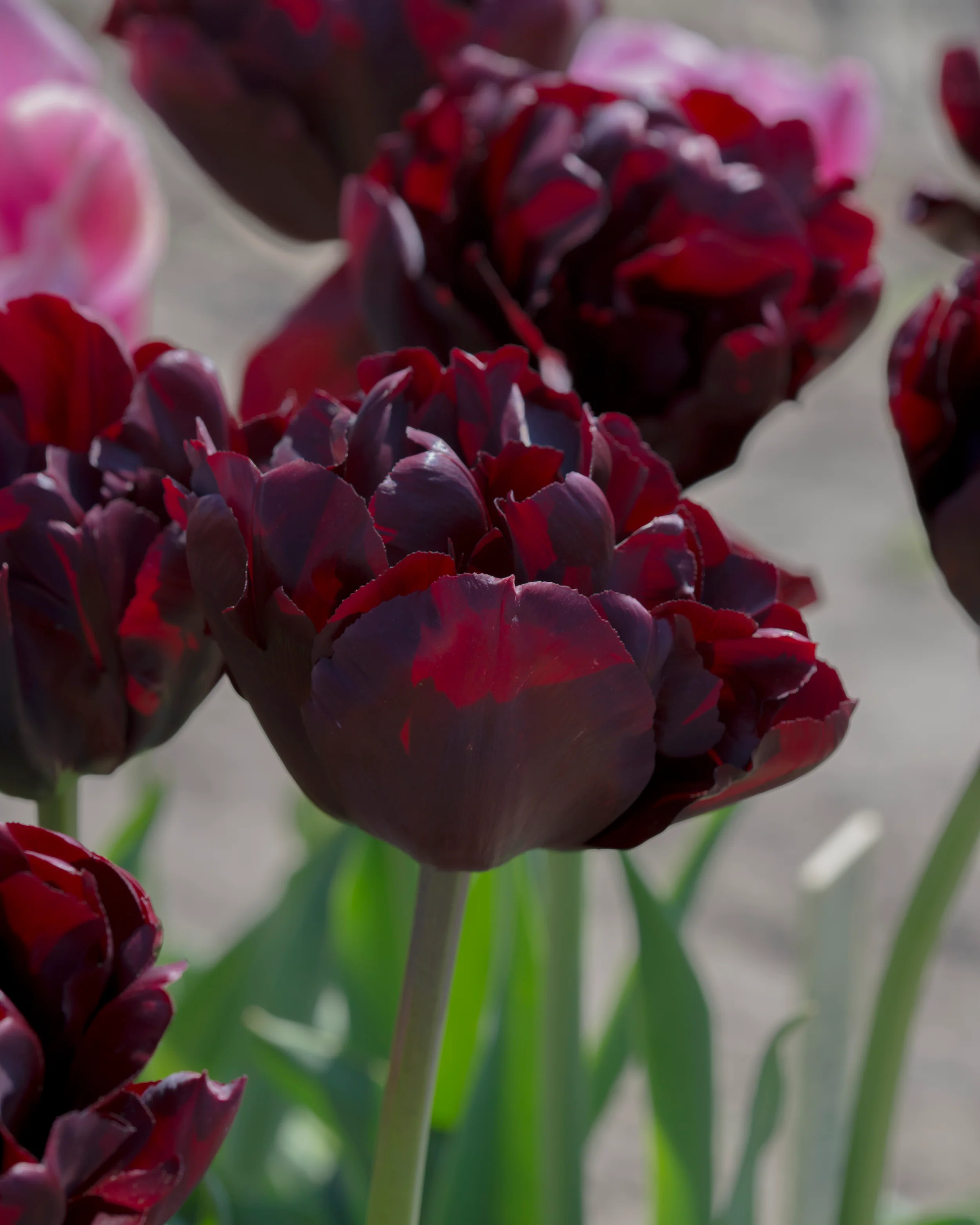 Tulip 'Palmyra' - Image 4