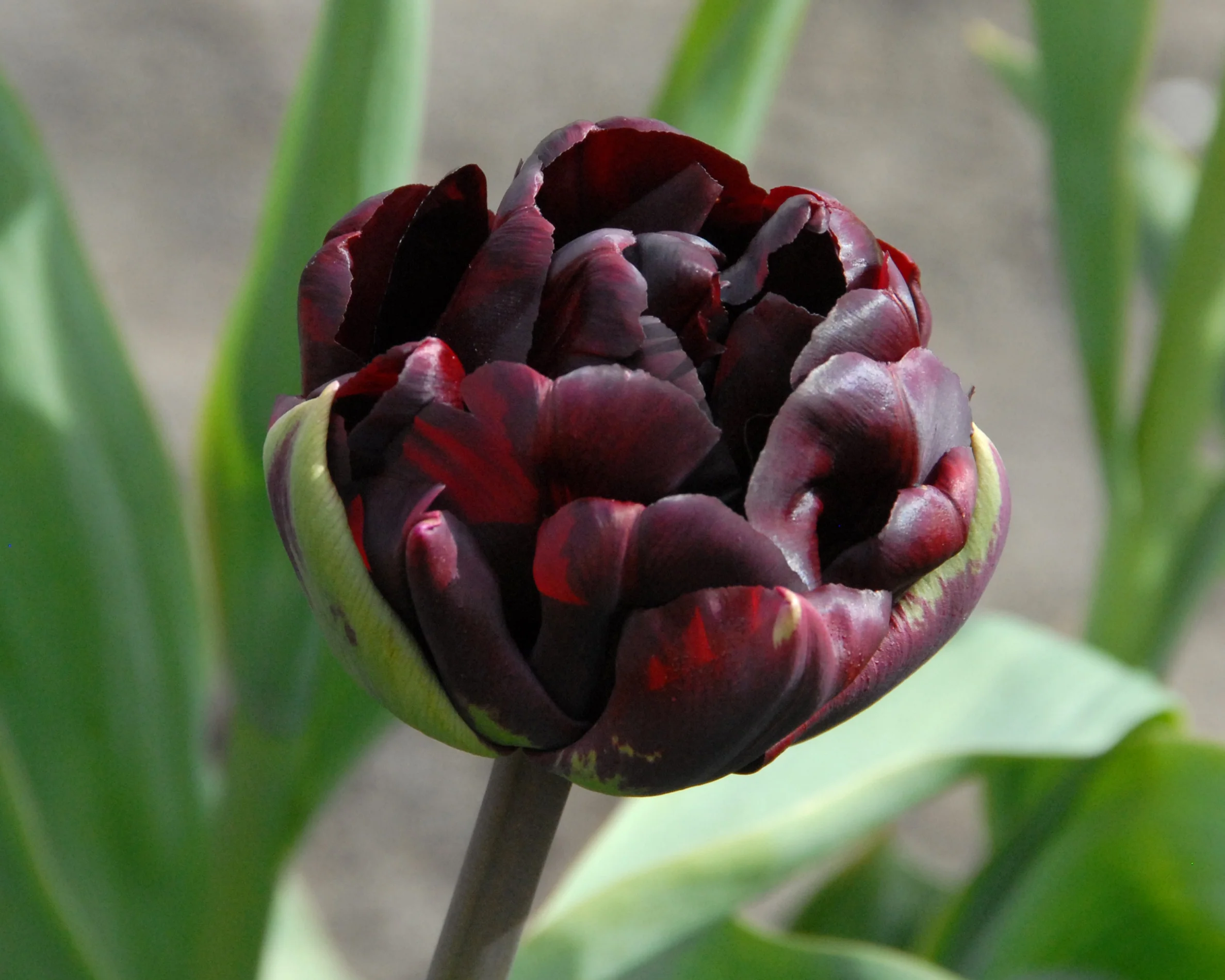 Tulip 'Palmyra' - Image 9