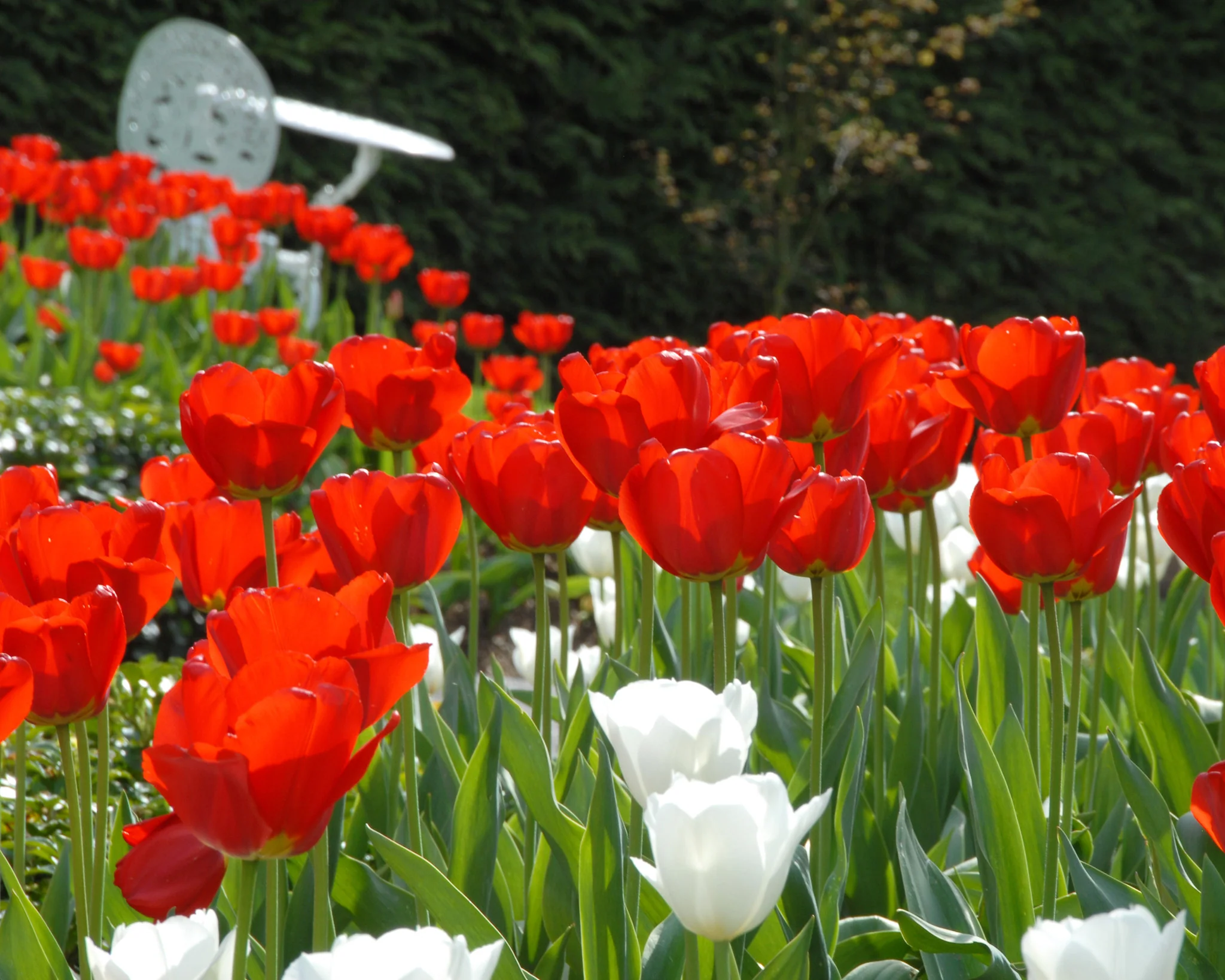 Tulip 'Parade' - Image 4
