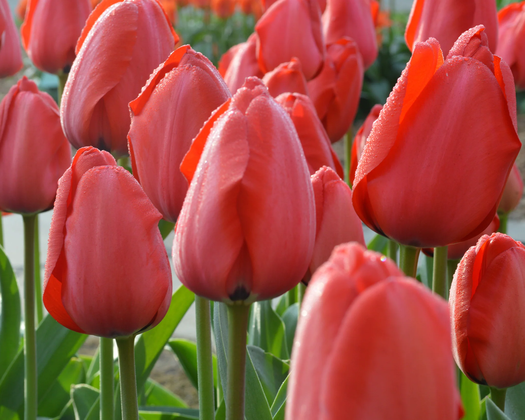 Tulip 'Parade' - Image 6