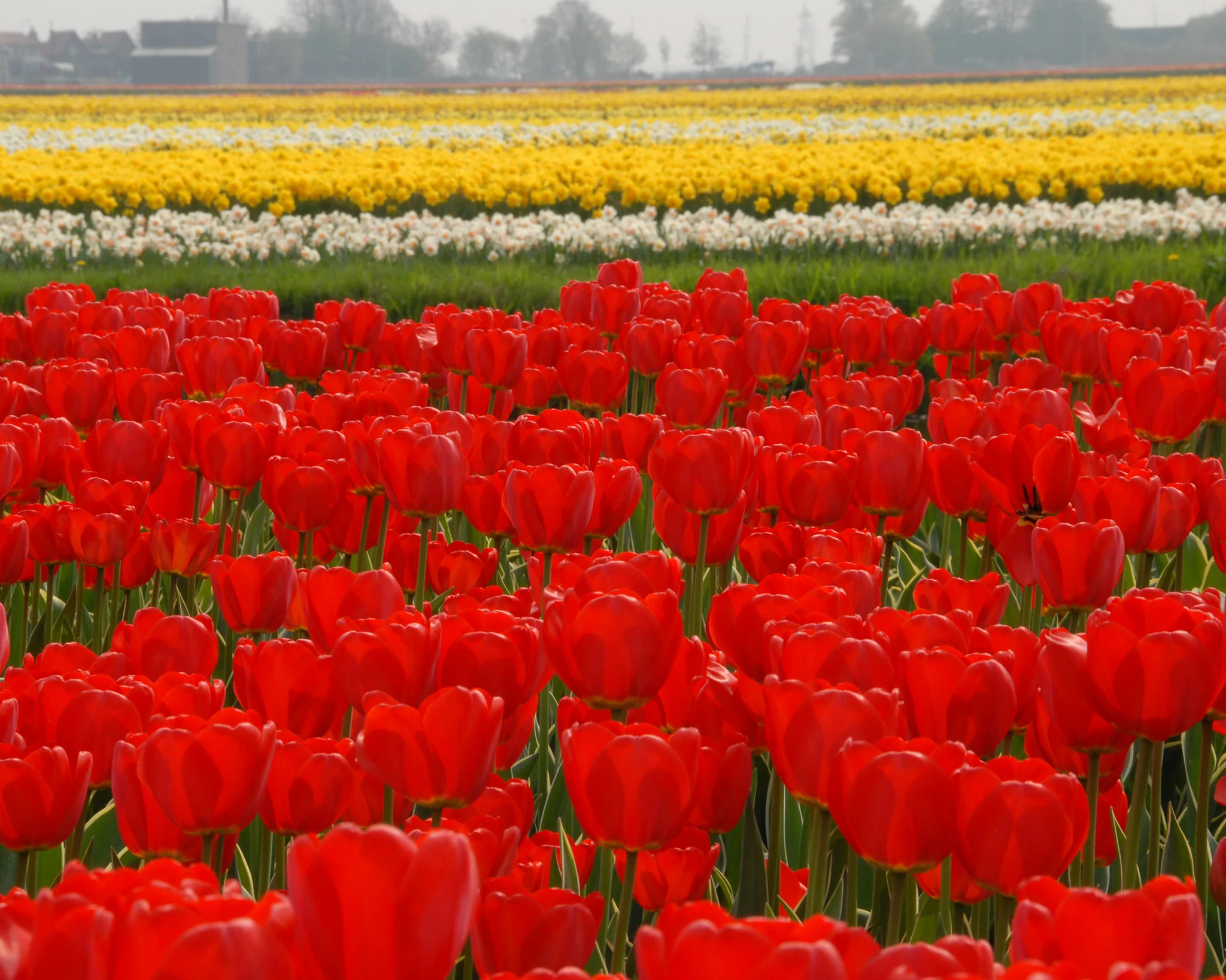 Tulip 'Parade' - Image 7