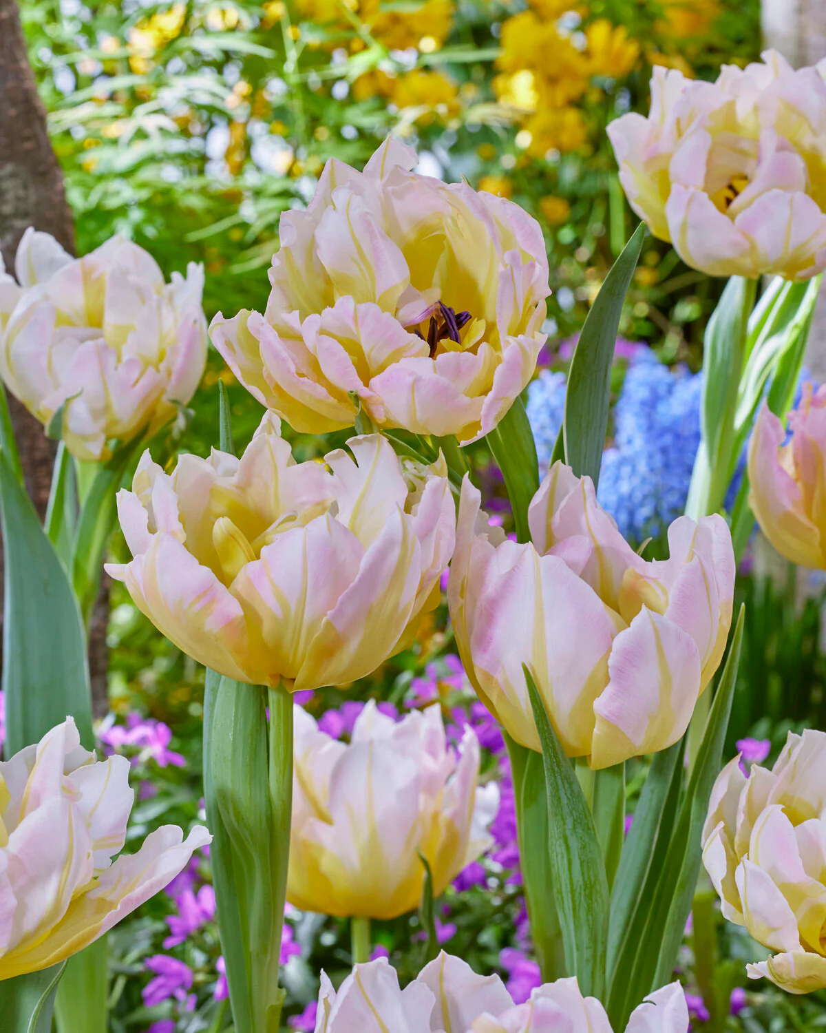 Tulip 'Password' - Image 11