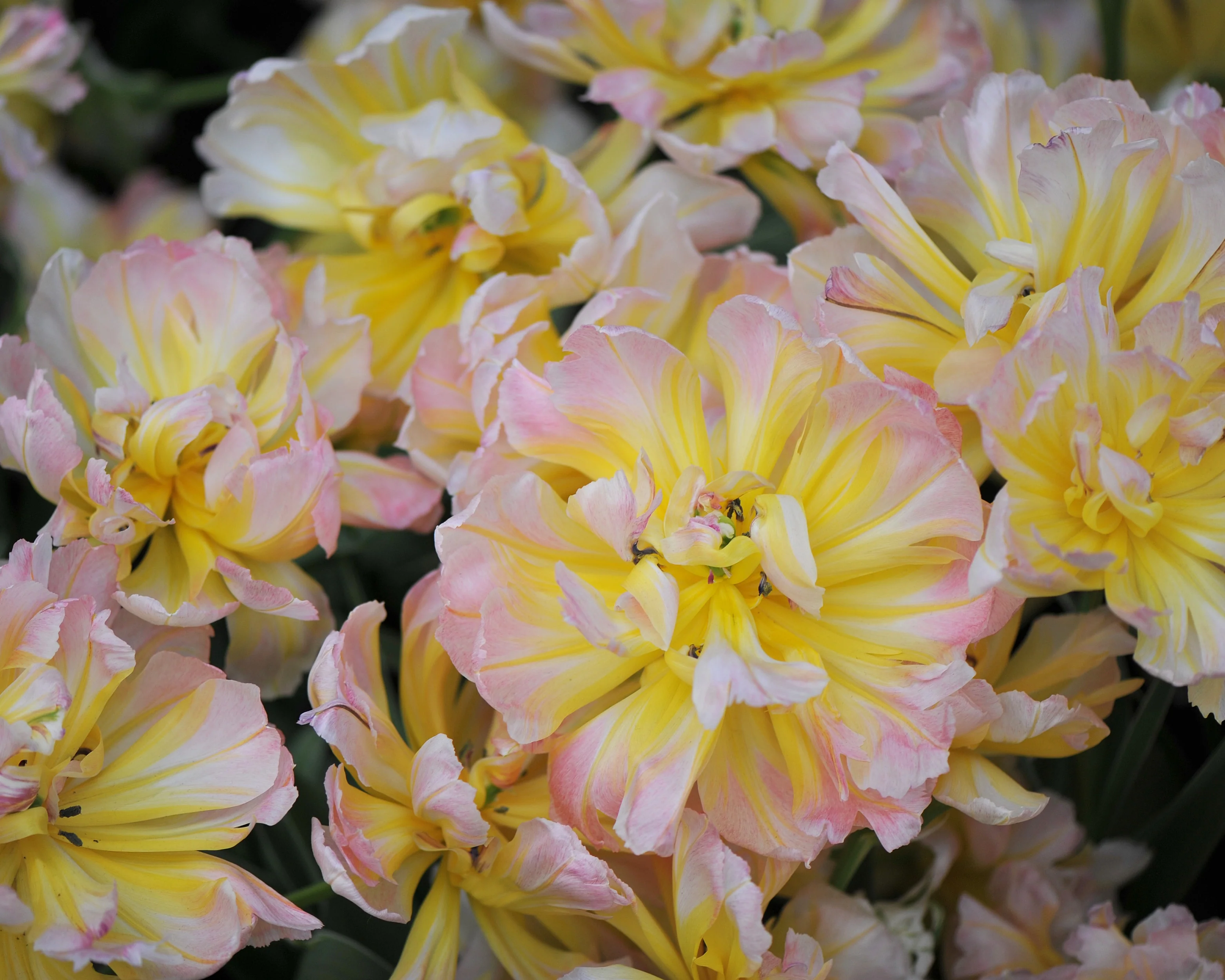 Tulip 'Password' - Image 12