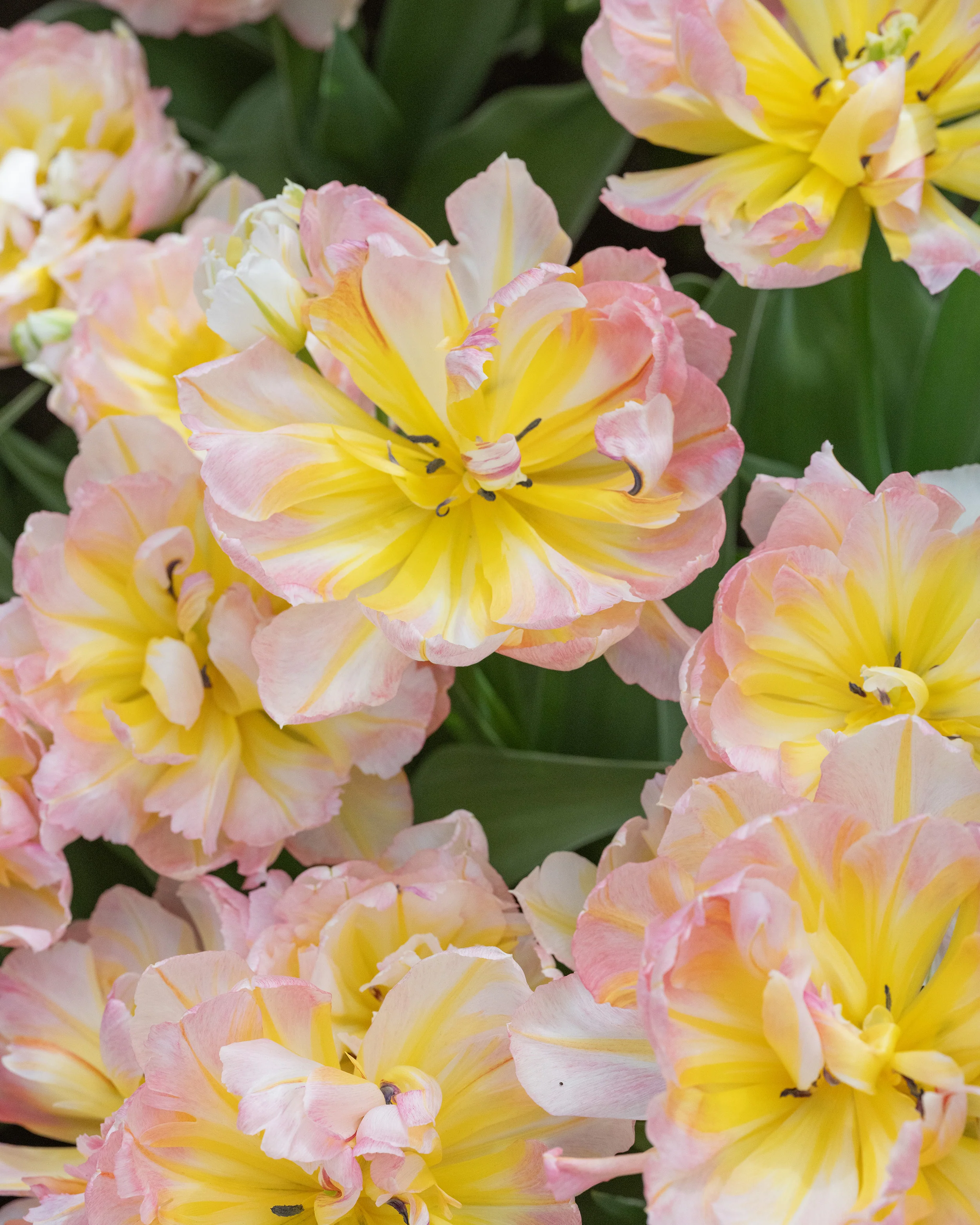 Tulip 'Password' - Image 3
