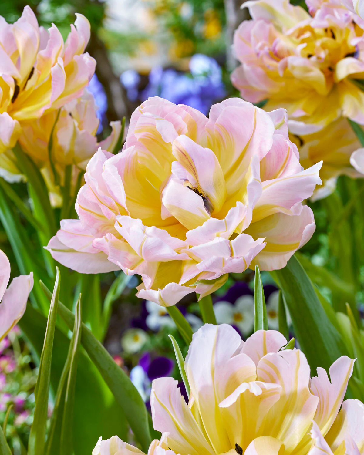 Tulip 'Password' - Image 5