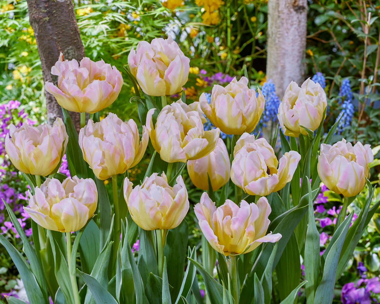 Tulip 'Password' - Image 6