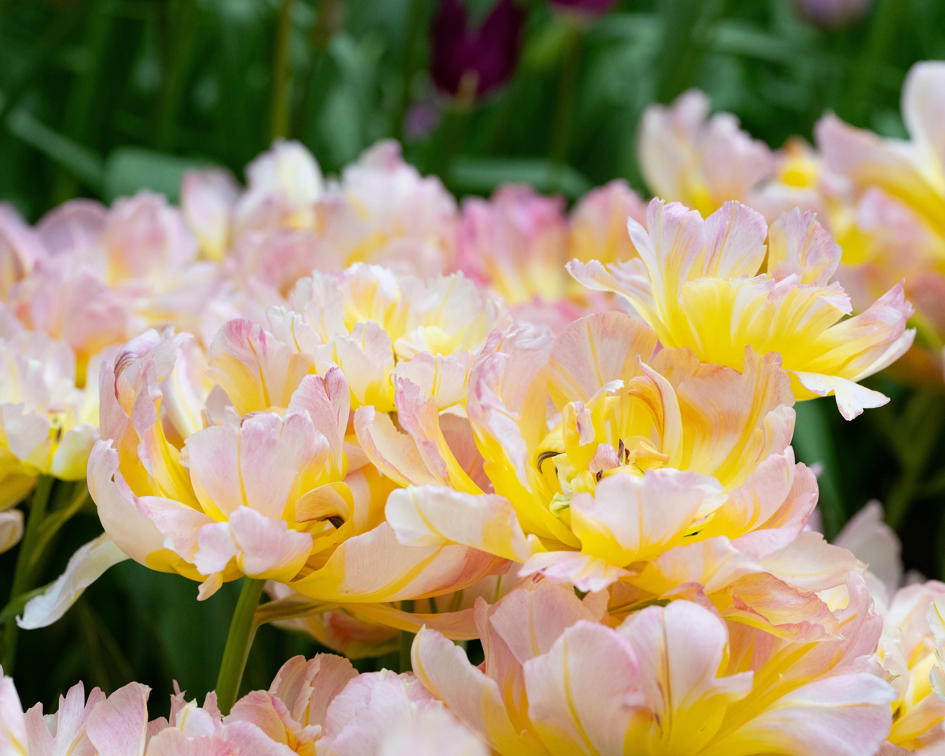 Tulip 'Password' - Image 7