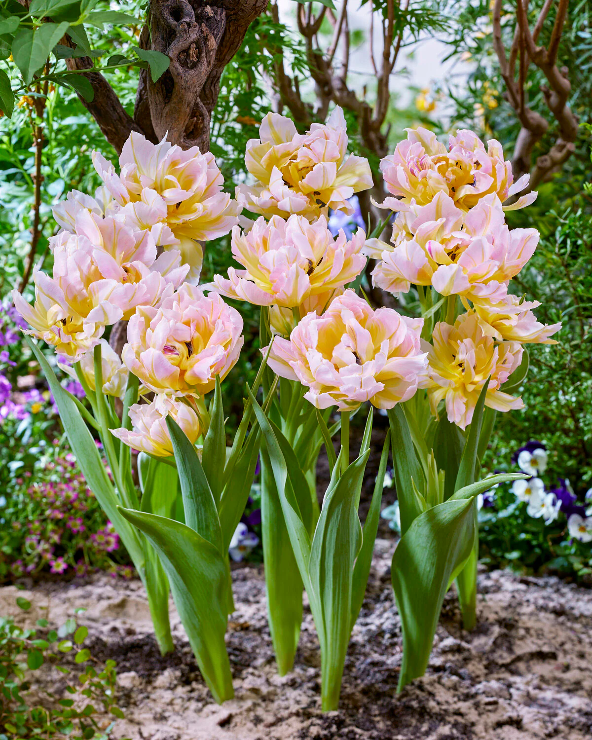 Tulip 'Password' - Image 8