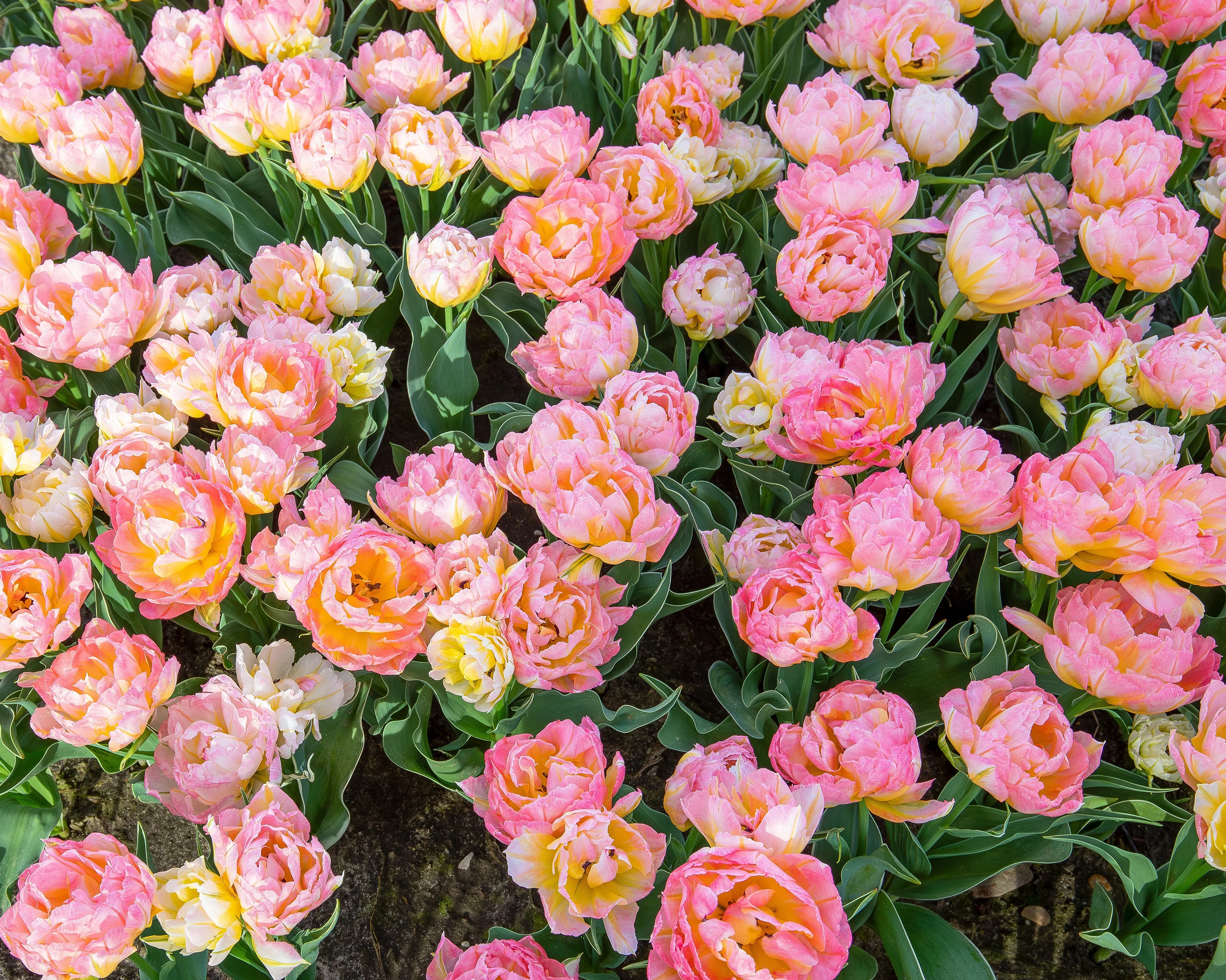 Tulip 'Password' - Image 9