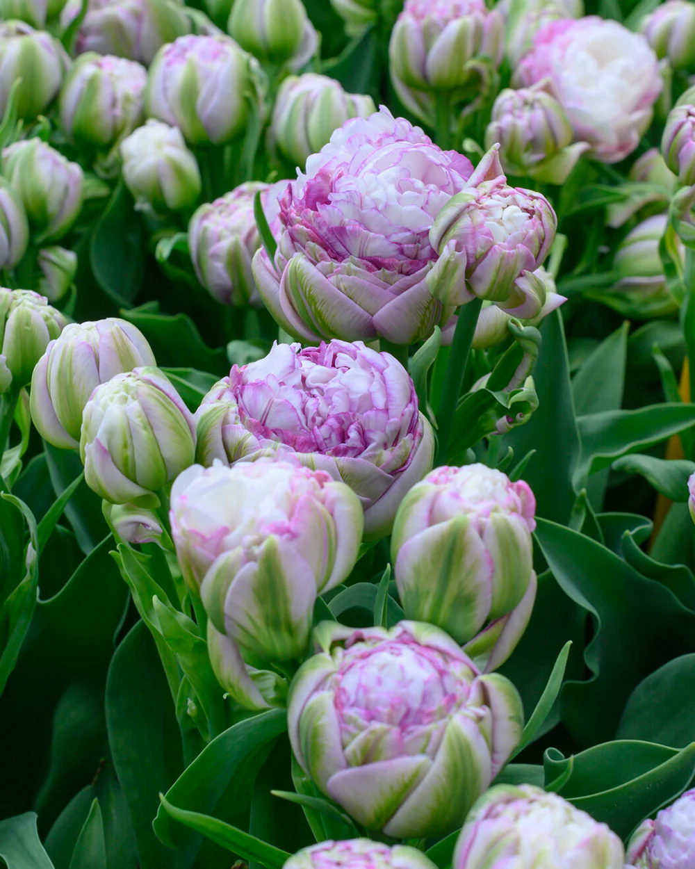 Tulip 'Peggy Wonder' - Image 10