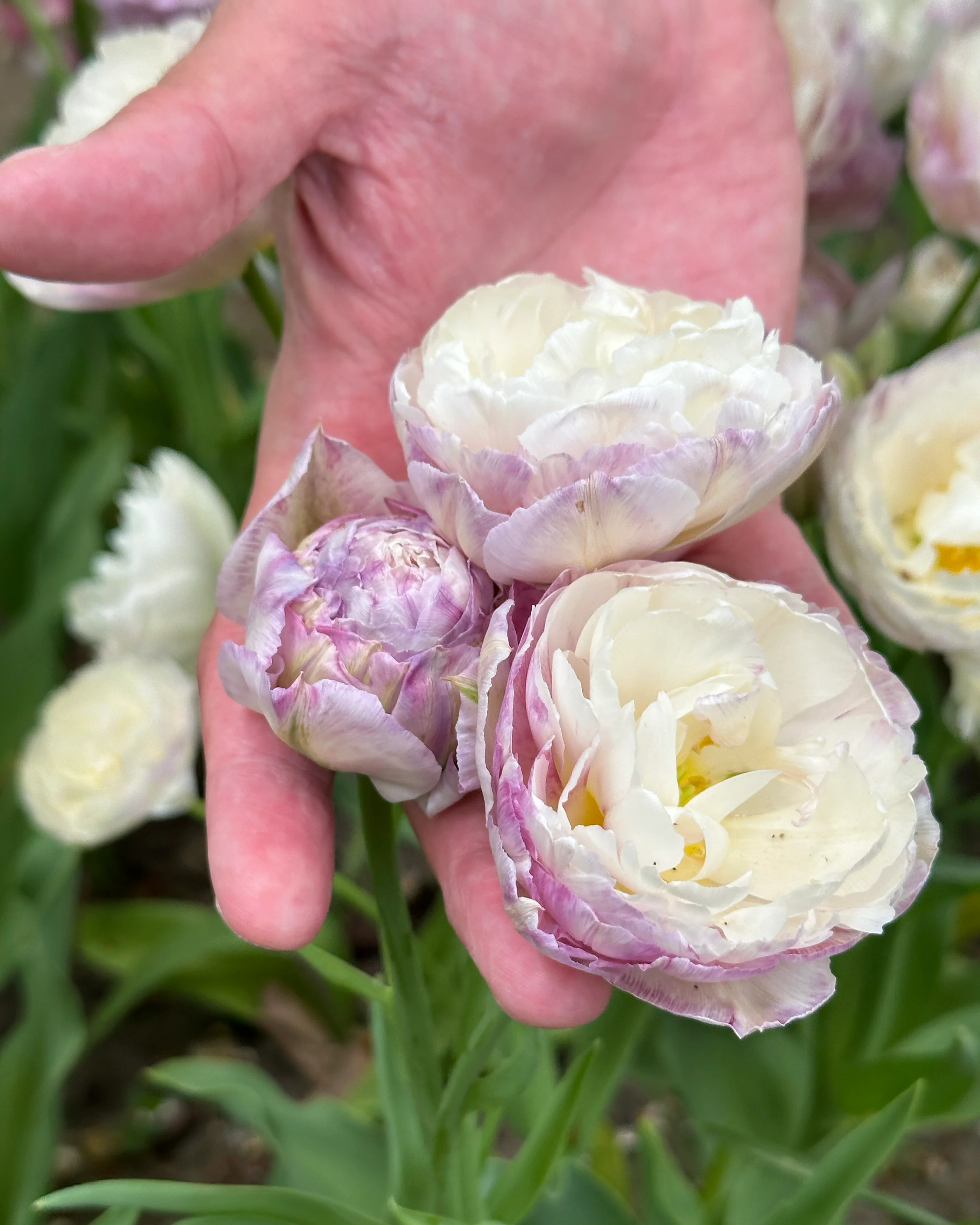 Tulip 'Peggy Wonder' - Image 4