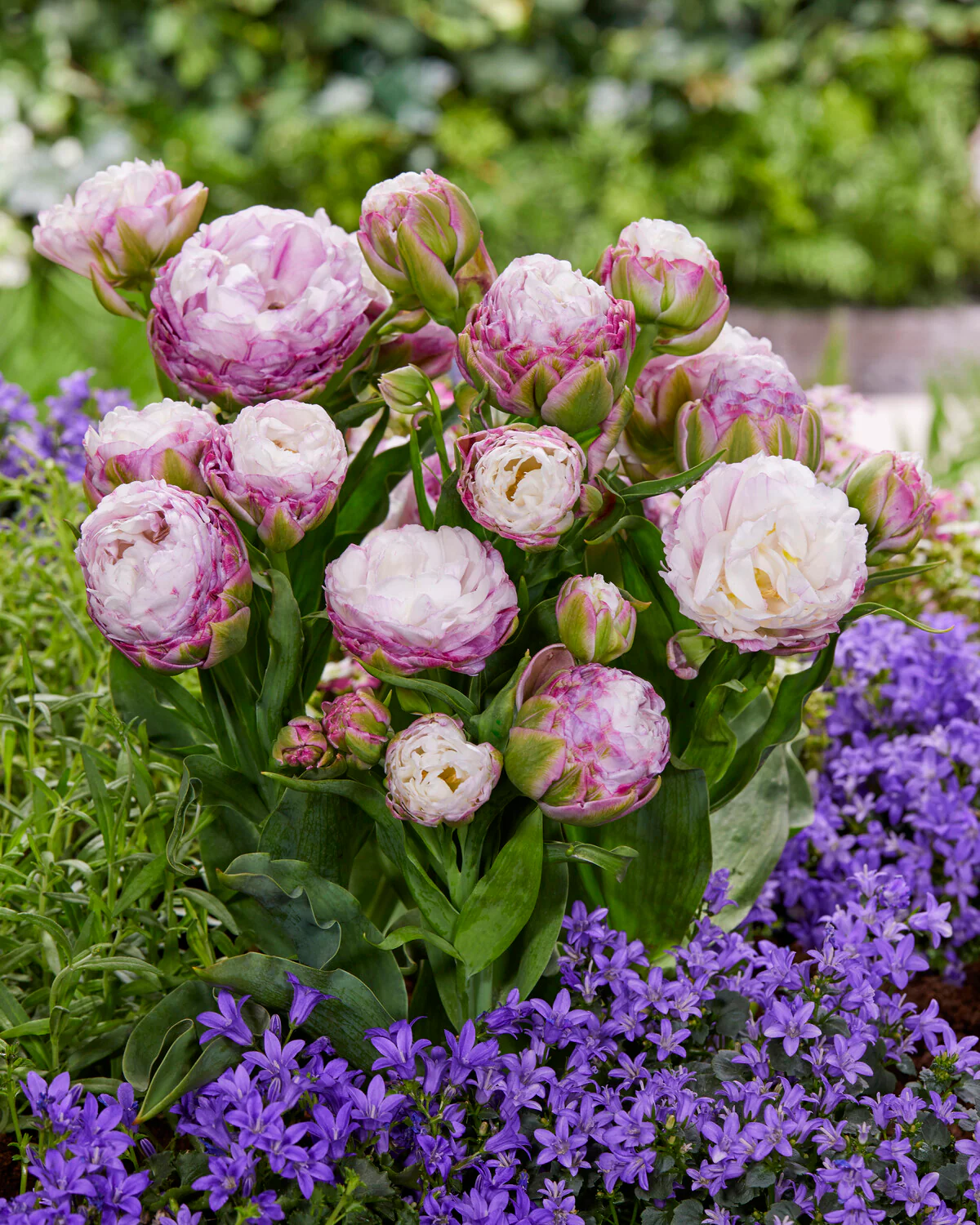 Tulip 'Peggy Wonder' - Image 6