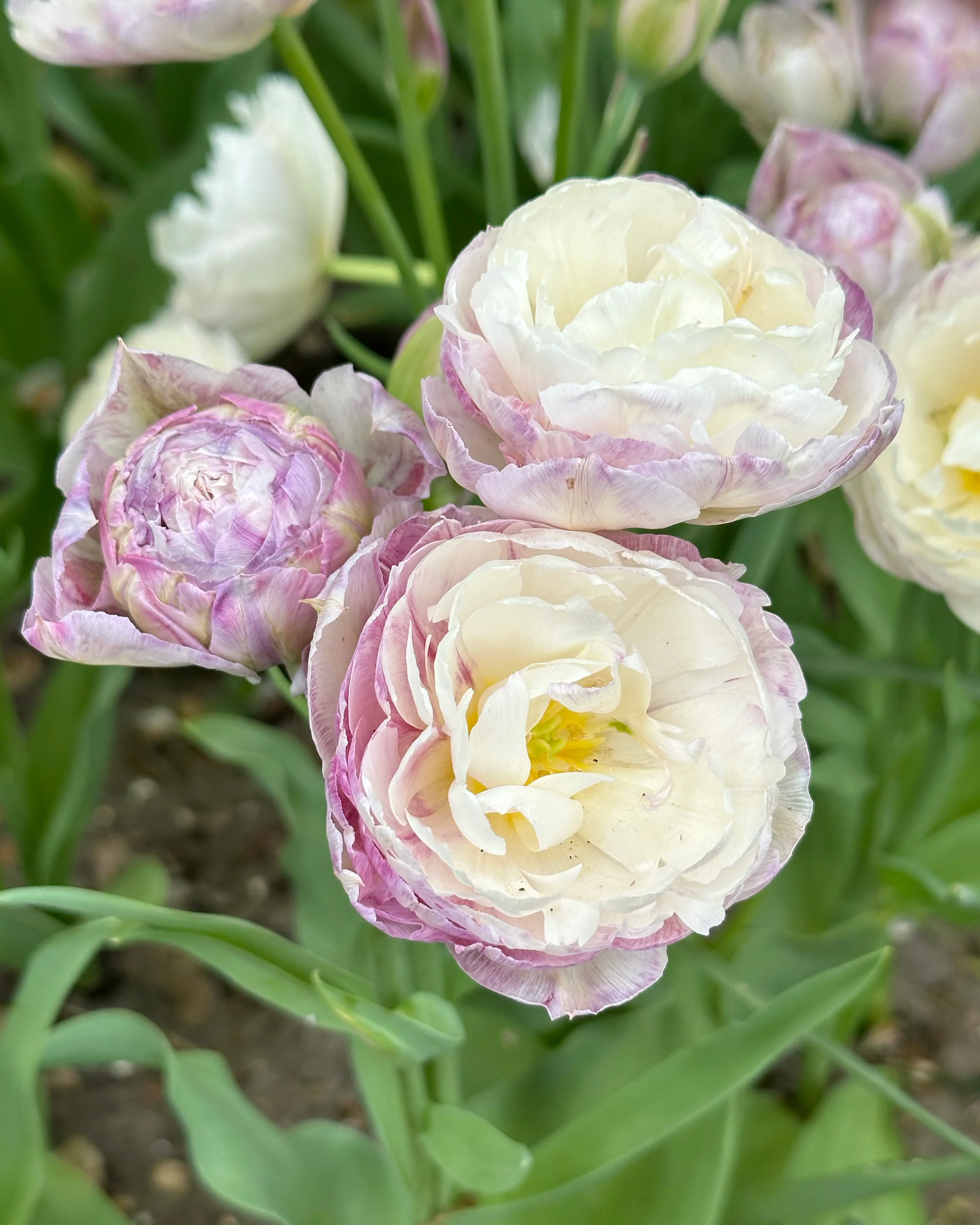 Tulip 'Peggy Wonder' - Image 7