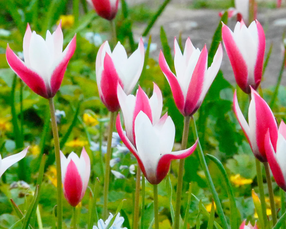 Tulip 'Peppermint Stick' - Image 3