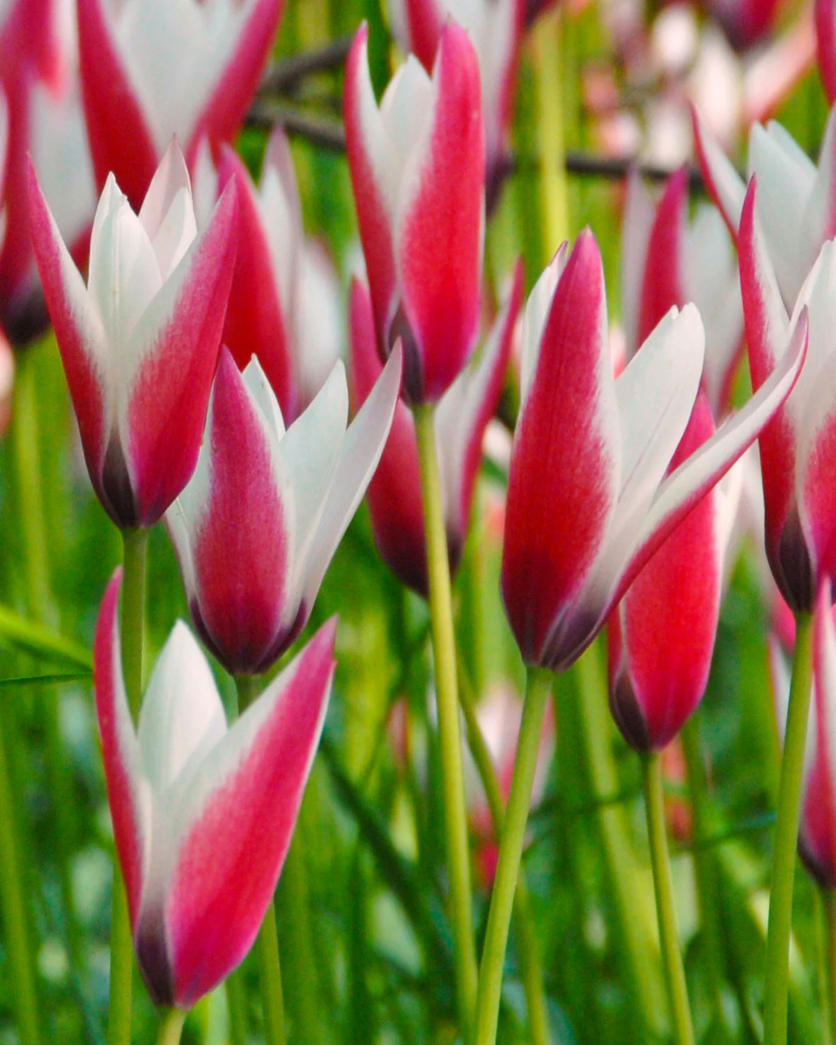 Tulip 'Peppermint Stick' - Image 4