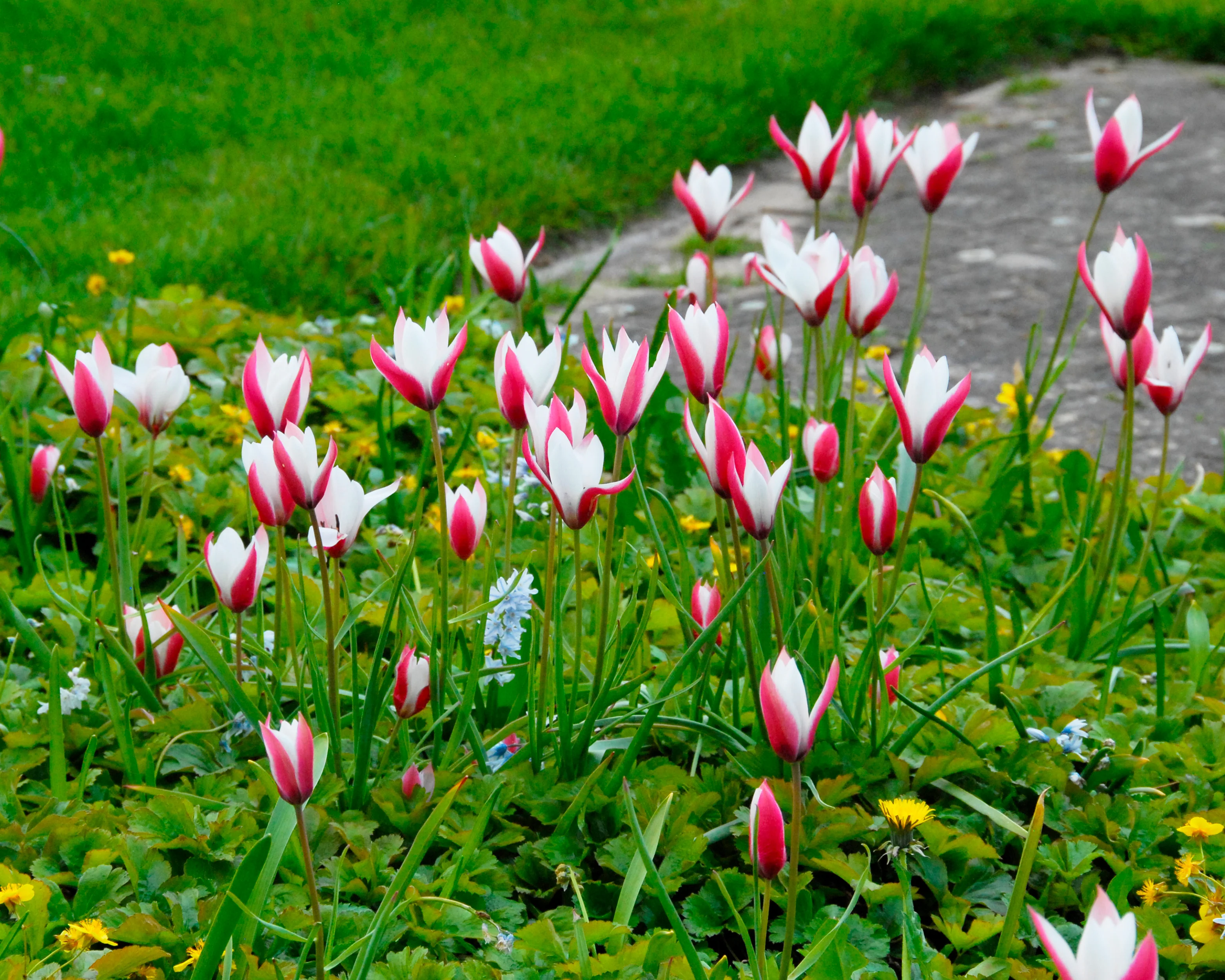 Tulip 'Peppermint Stick' - Image 5