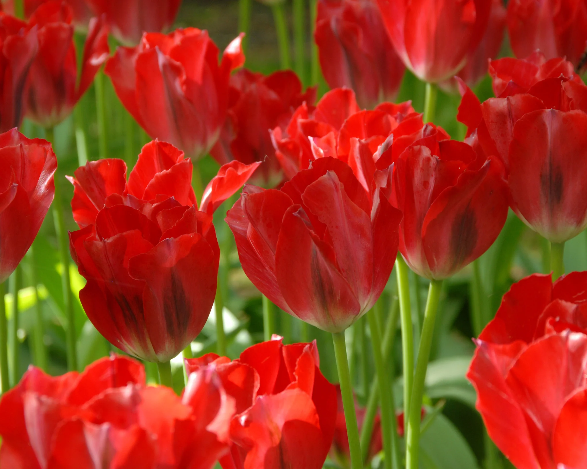 Tulip 'Pimpernel' - Image 2