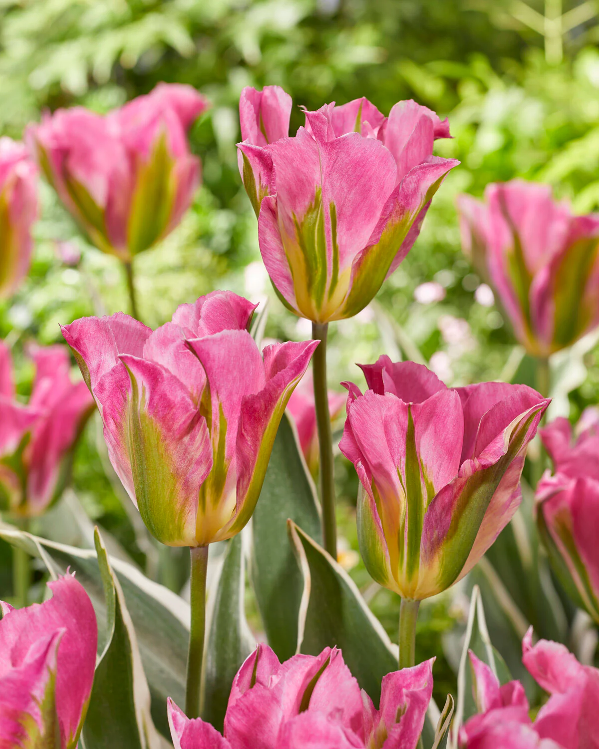Tulip 'Pink Artist' - Image 2