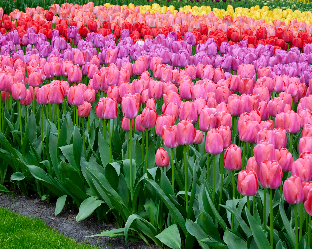 Tulip 'Pink Pride' - Image 2