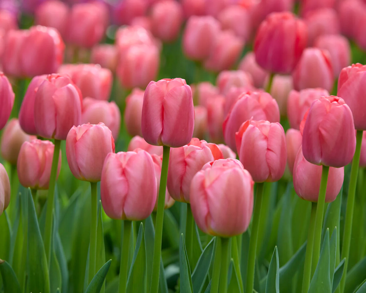 Tulip 'Pink Pride' - Image 5