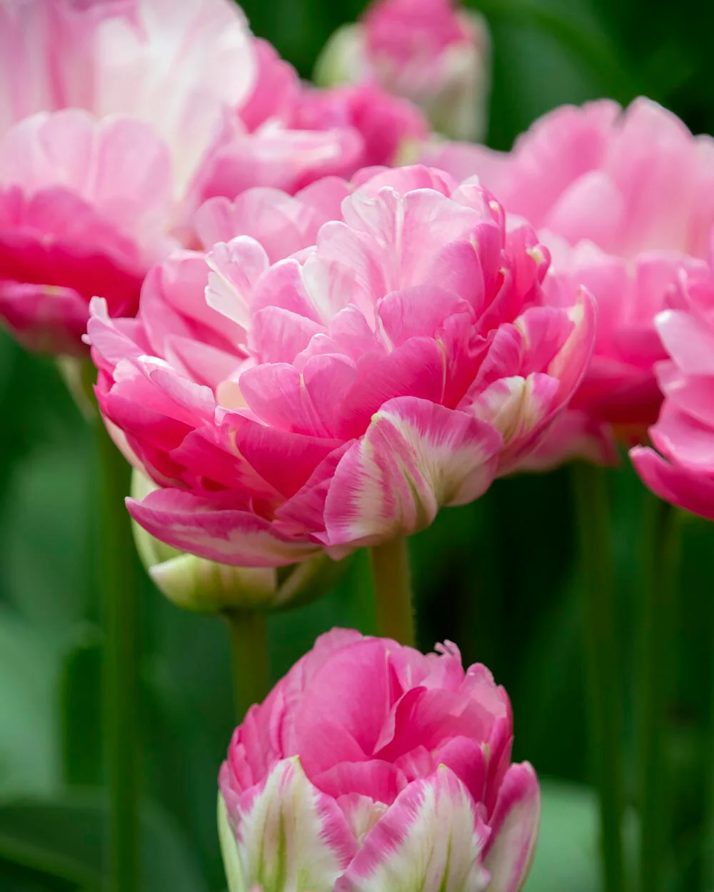 Tulip 'Pink Size' - Image 2