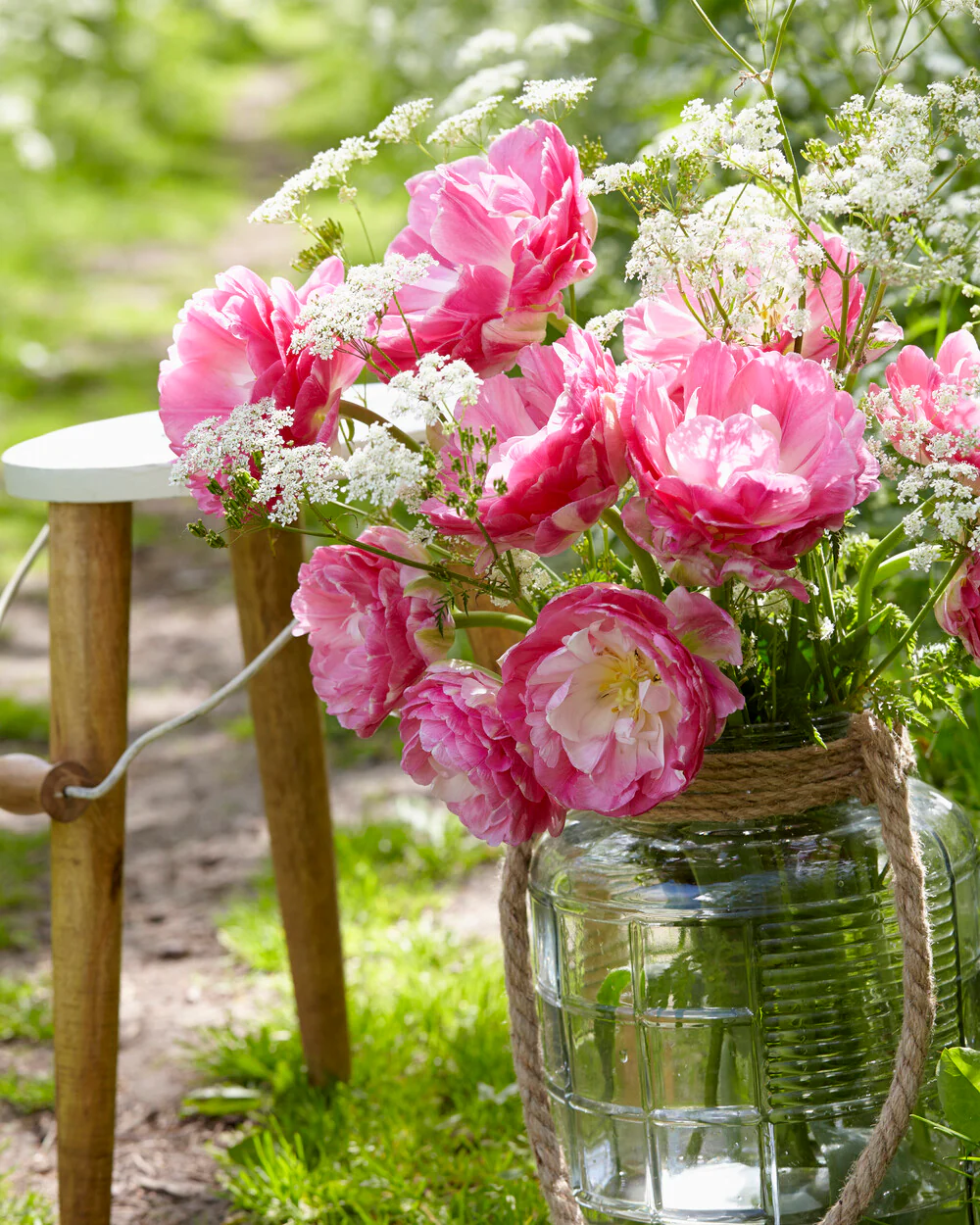 Tulip 'Pink Size' - Image 3