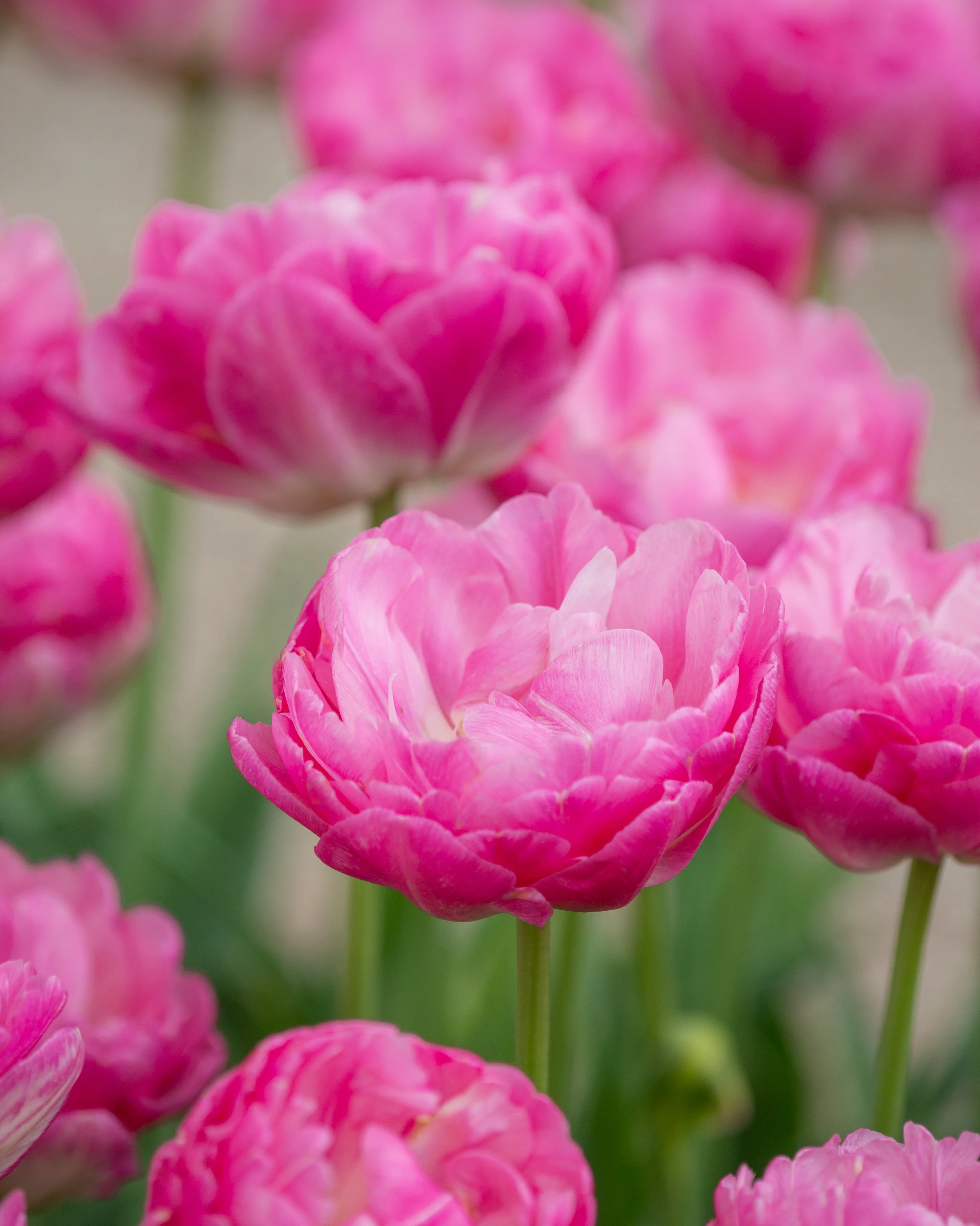 Tulip 'Pink Size' - Image 5