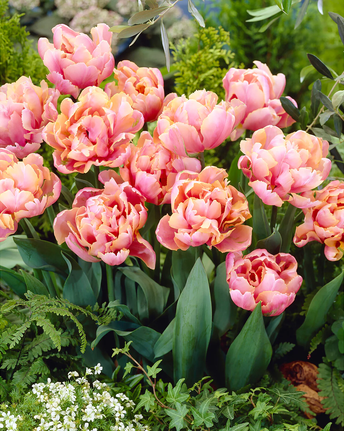 Tulip 'Pink Star' - Image 4