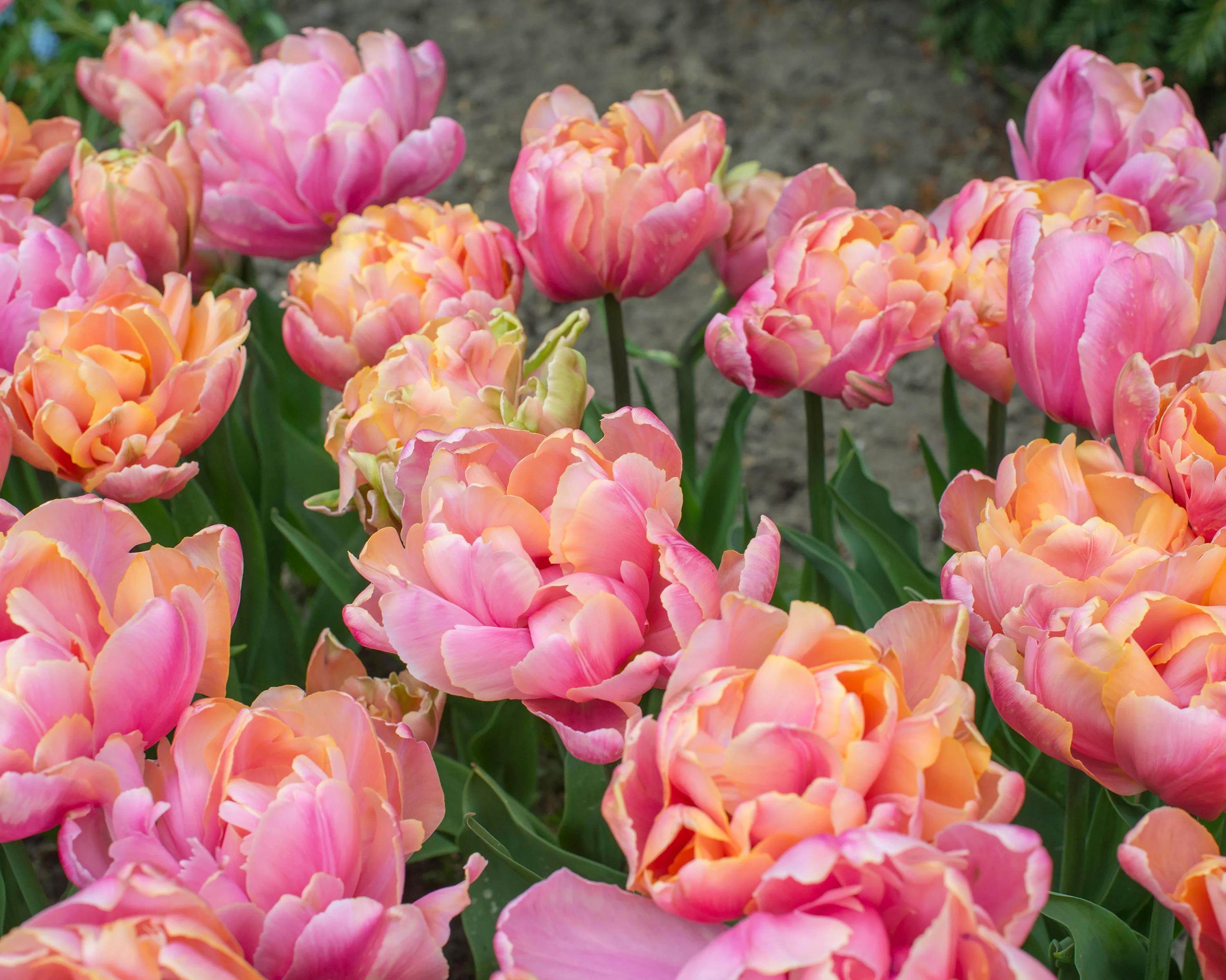 Tulip 'Pink Star' - Image 5