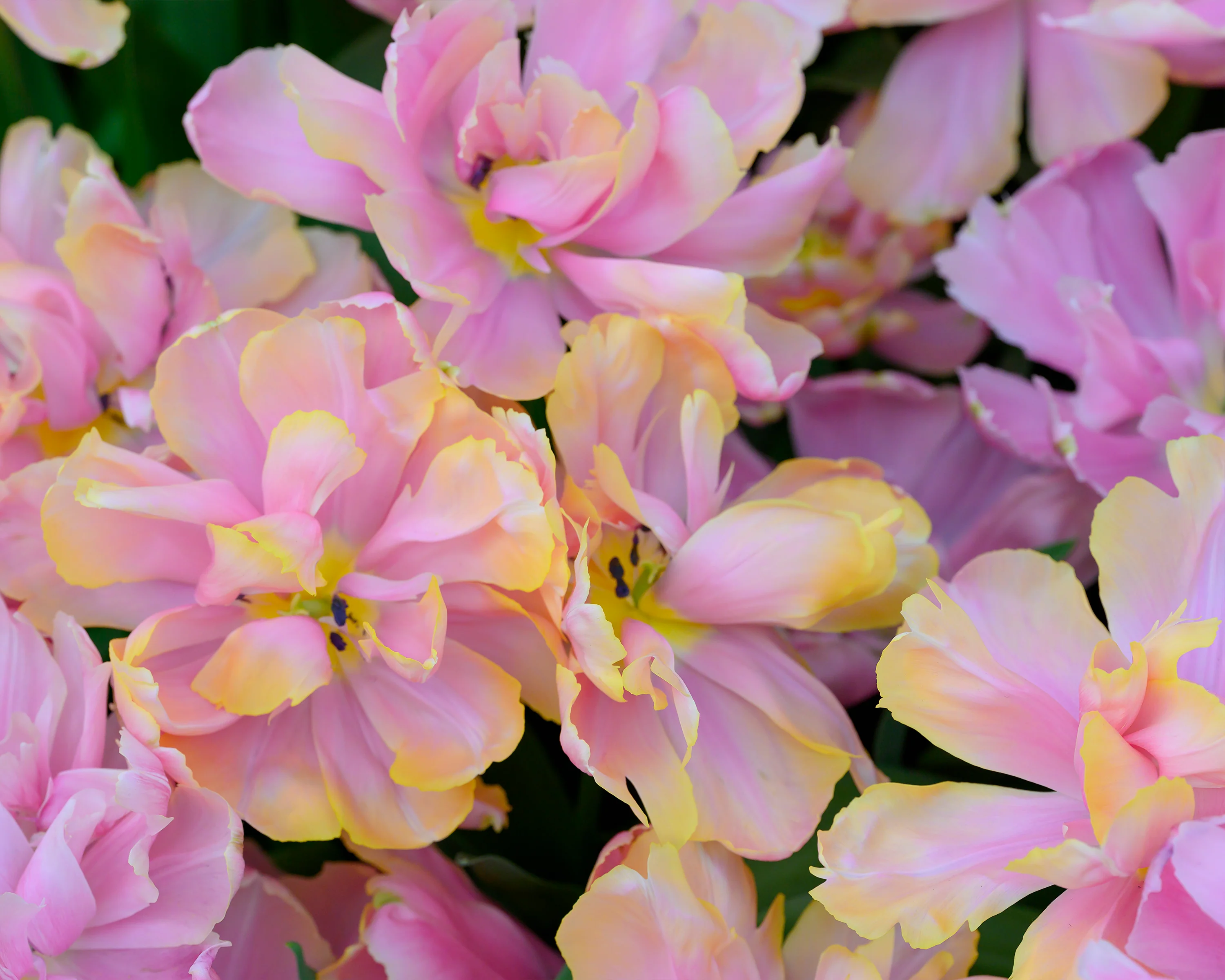 Tulip 'Pink Star' - Image 6