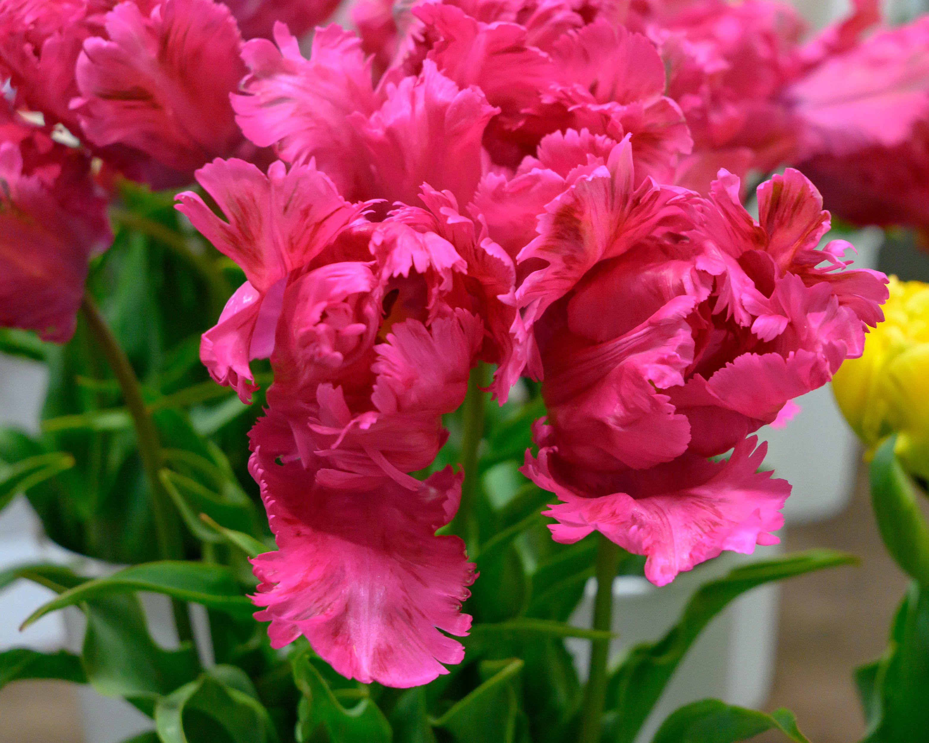 Tulip 'Power Parrot' - Image 3