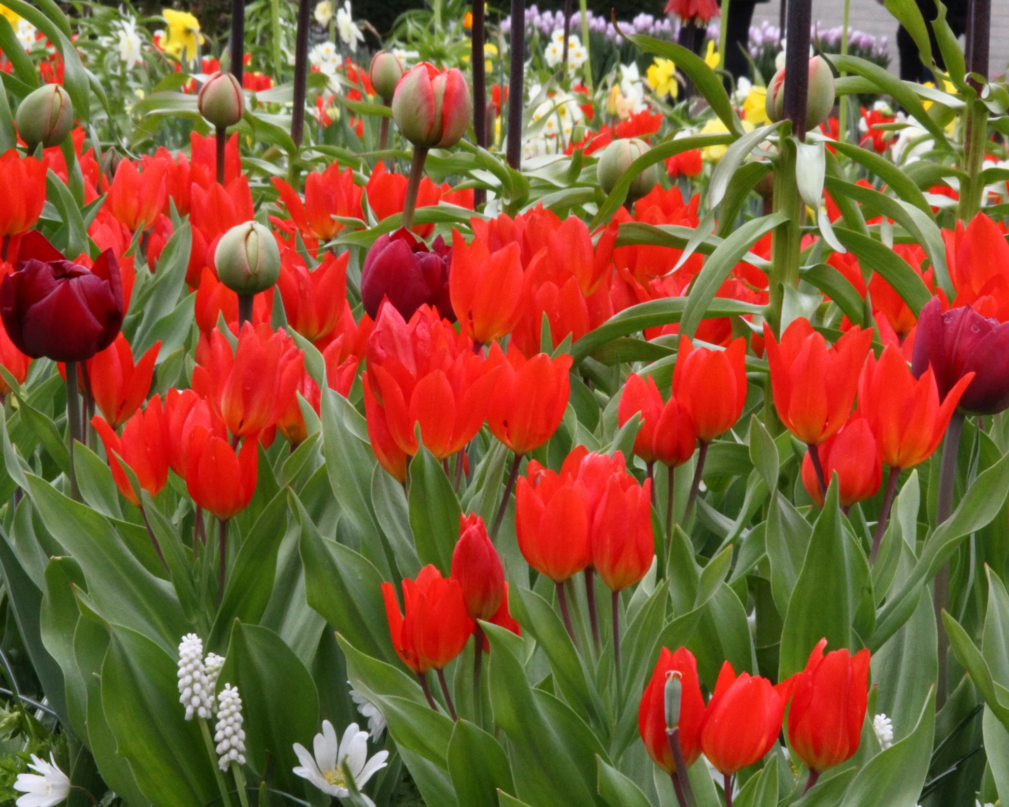Tulip praestans 'Fusilier' - Image 4