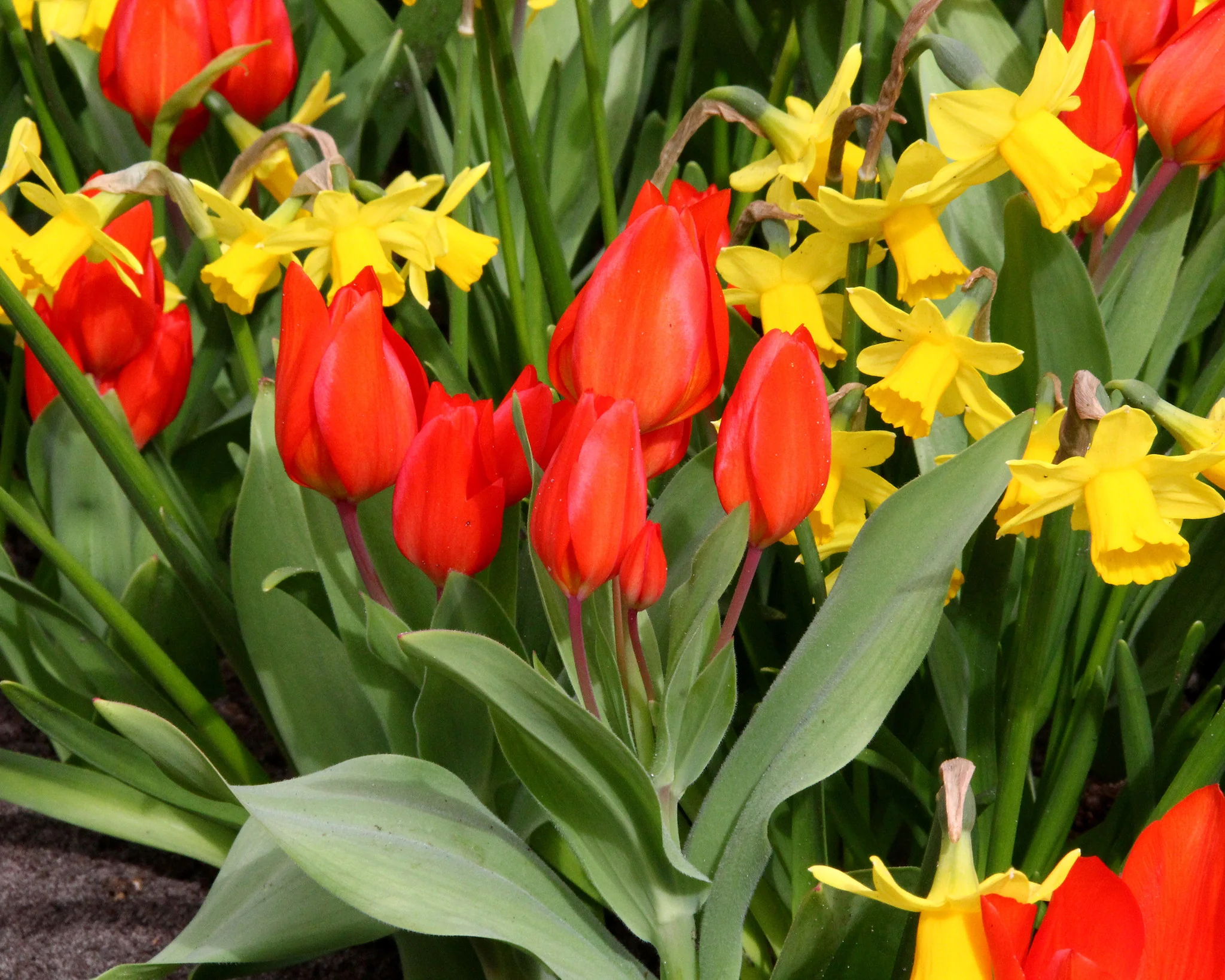 Tulip praestans 'Fusilier' - Image 5