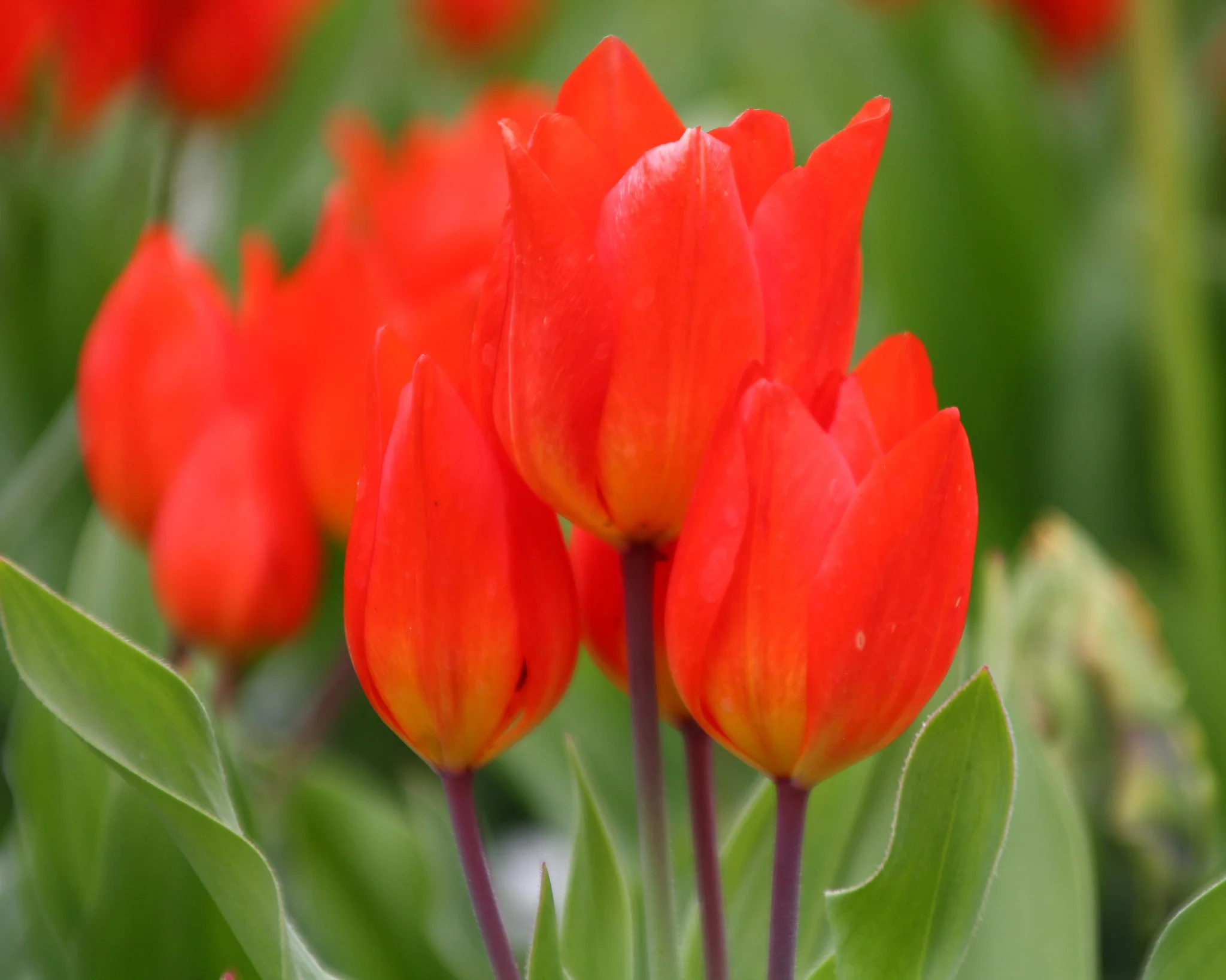 Tulip praestans 'Fusilier' - Image 8