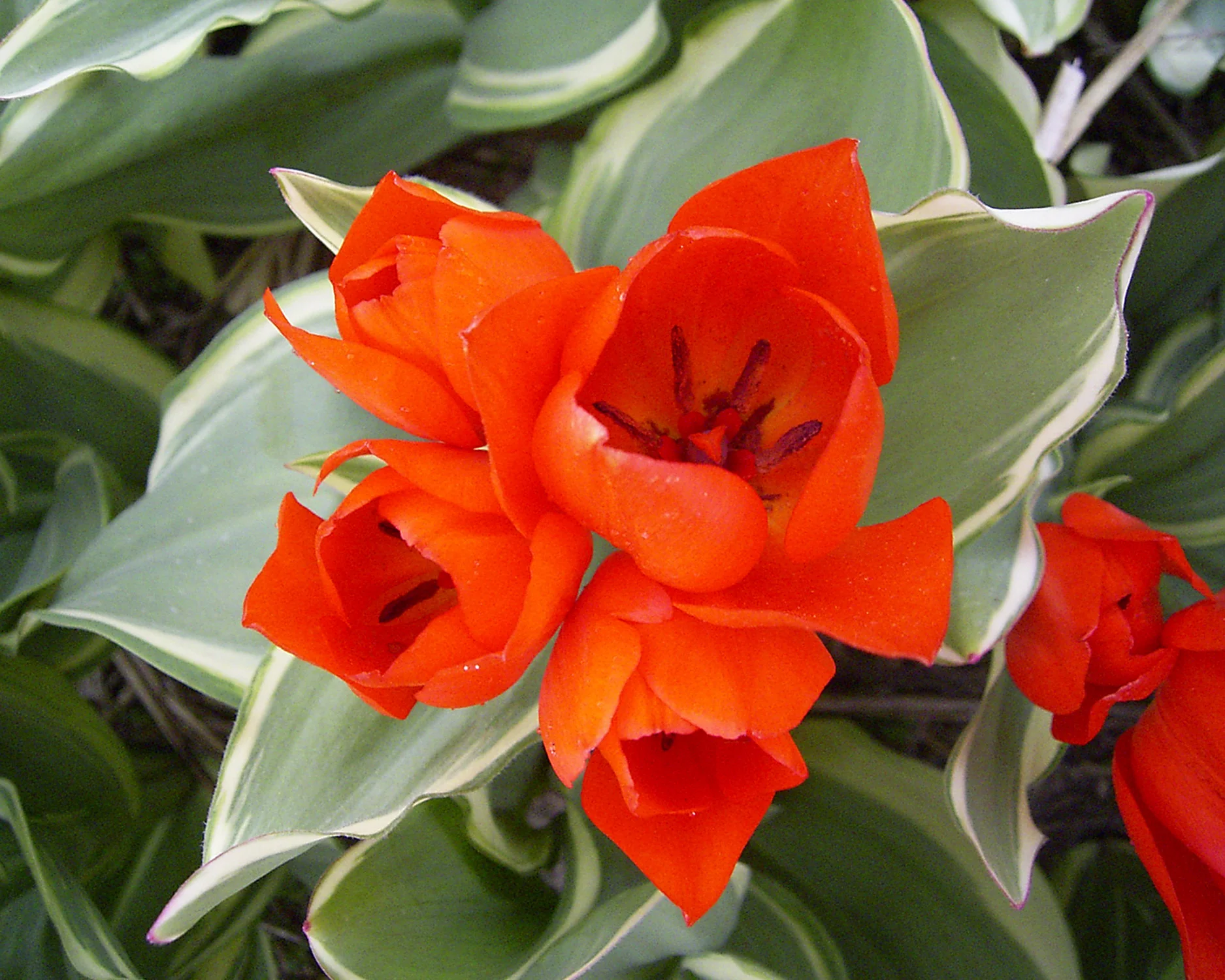 Tulip praestans 'Unicum' - Image 3