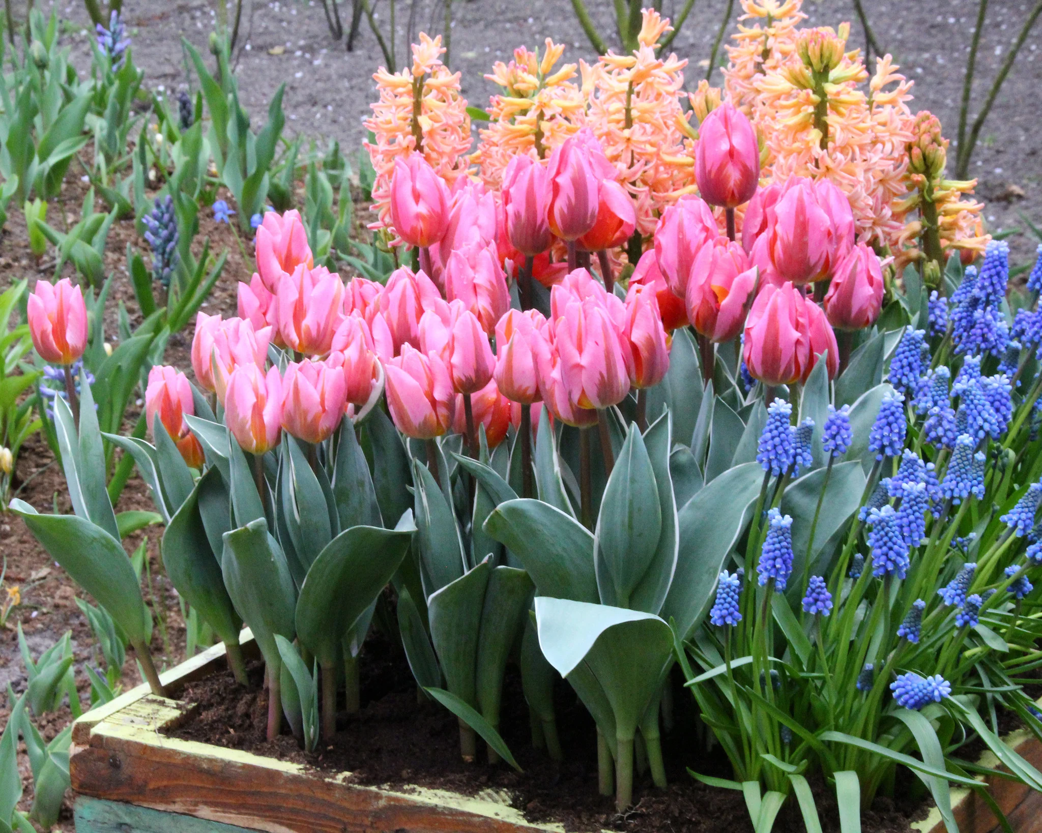 Tulip 'Pretty Princess' - Image 5