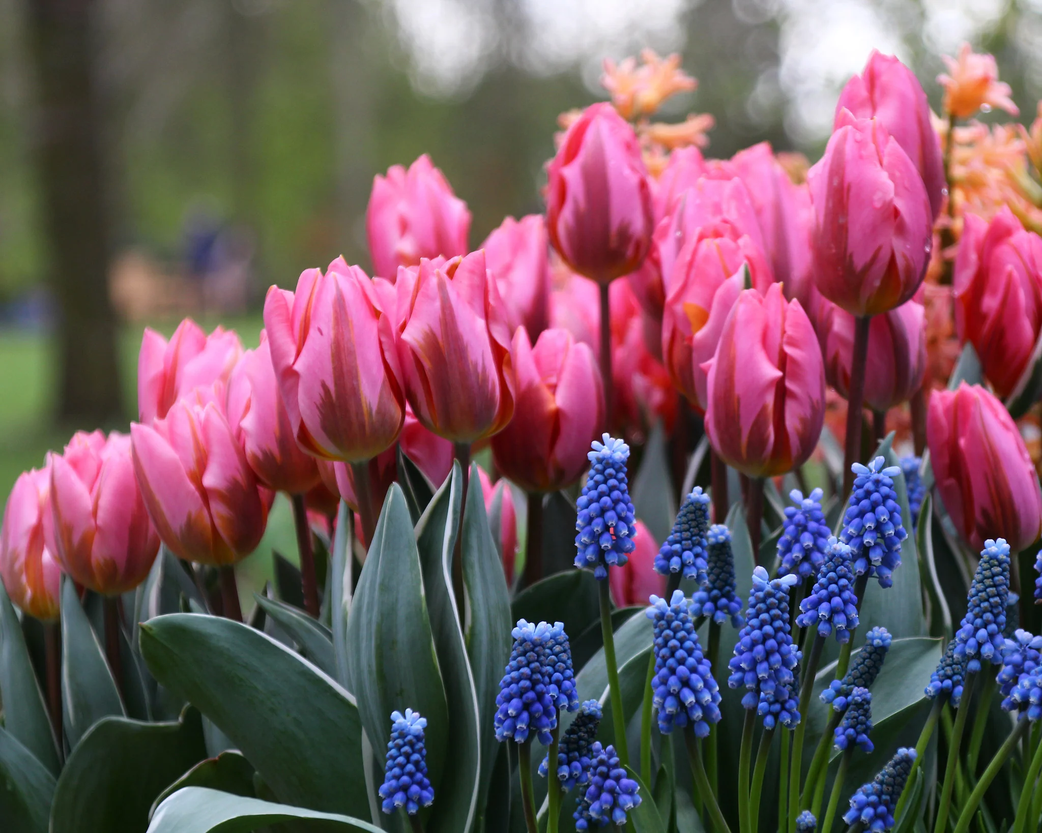 Tulip 'Pretty Princess' - Image 6