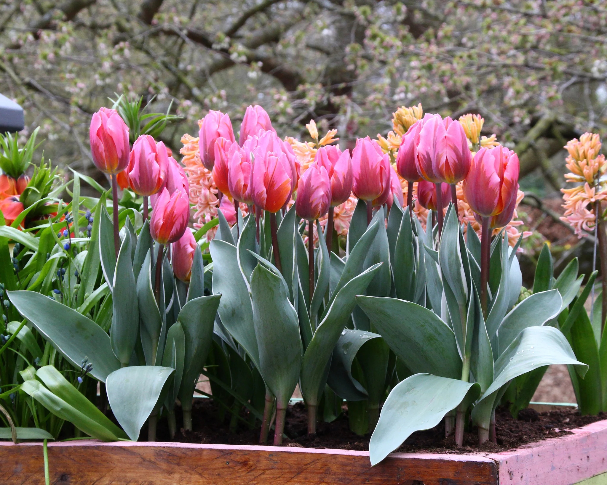 Tulip 'Pretty Princess' - Image 7