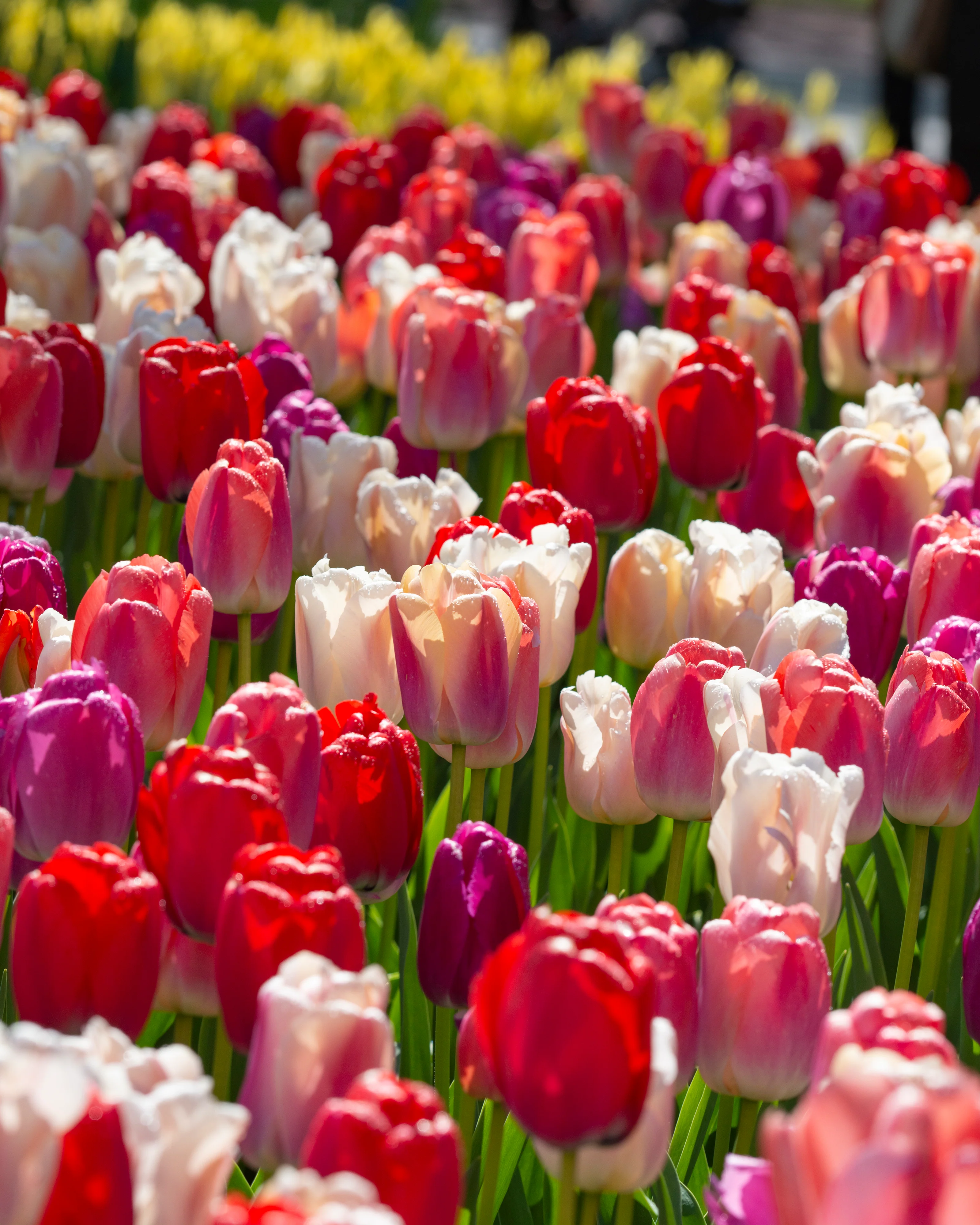 Tulip collection 'Pride Mix' - Image 4