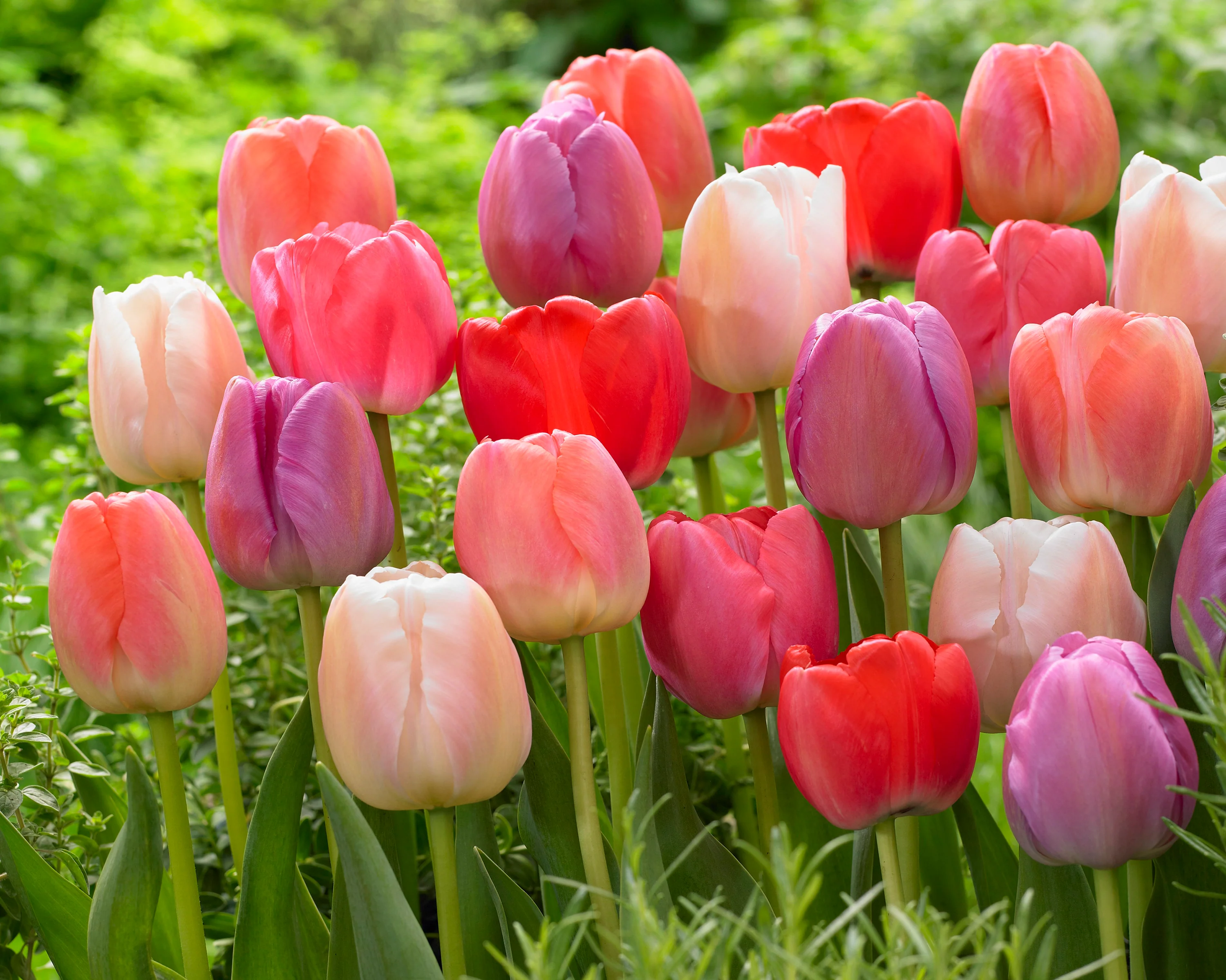 Tulip collection 'Pride Mix' - Image 5