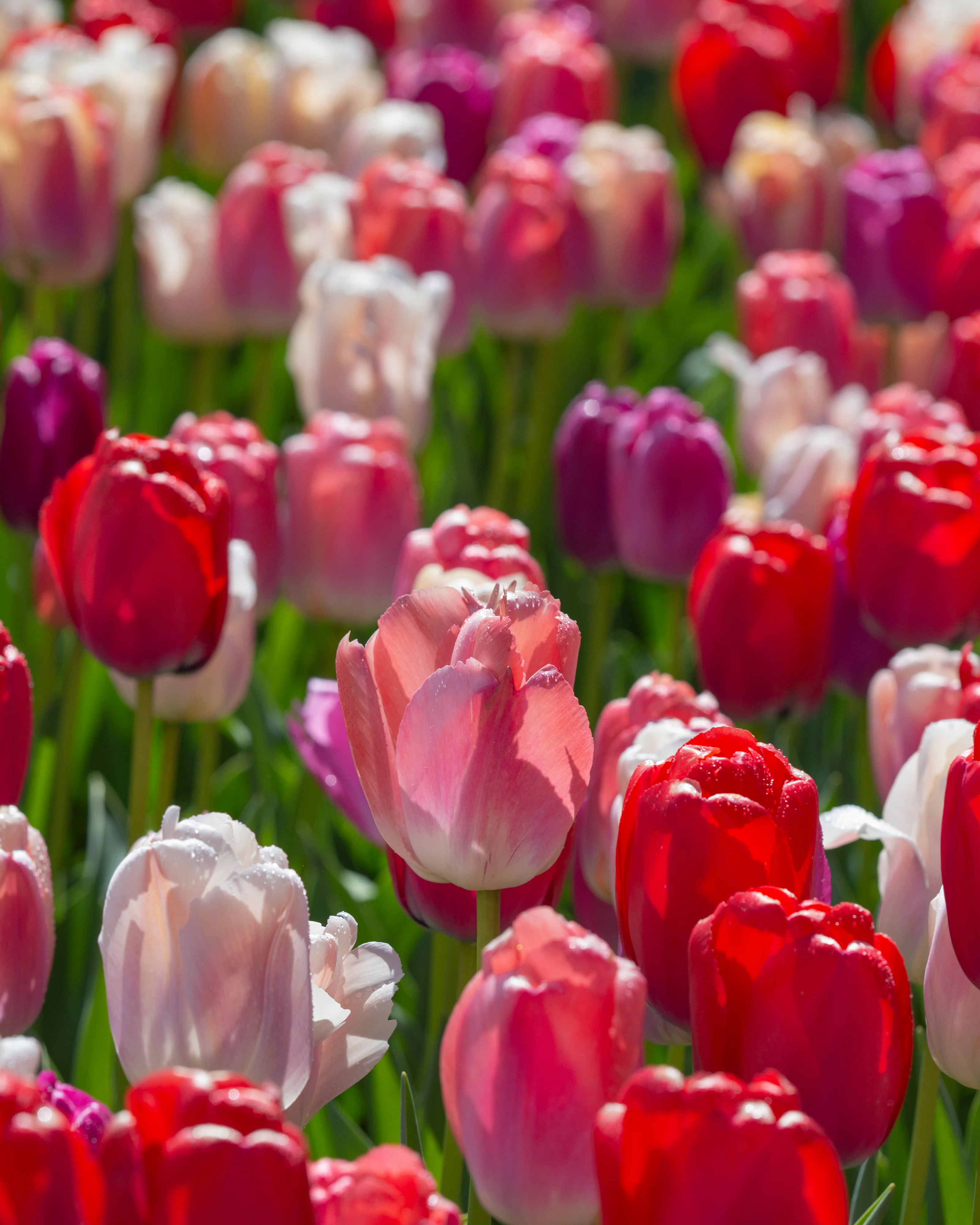 Tulip collection 'Pride Mix' - Image 7
