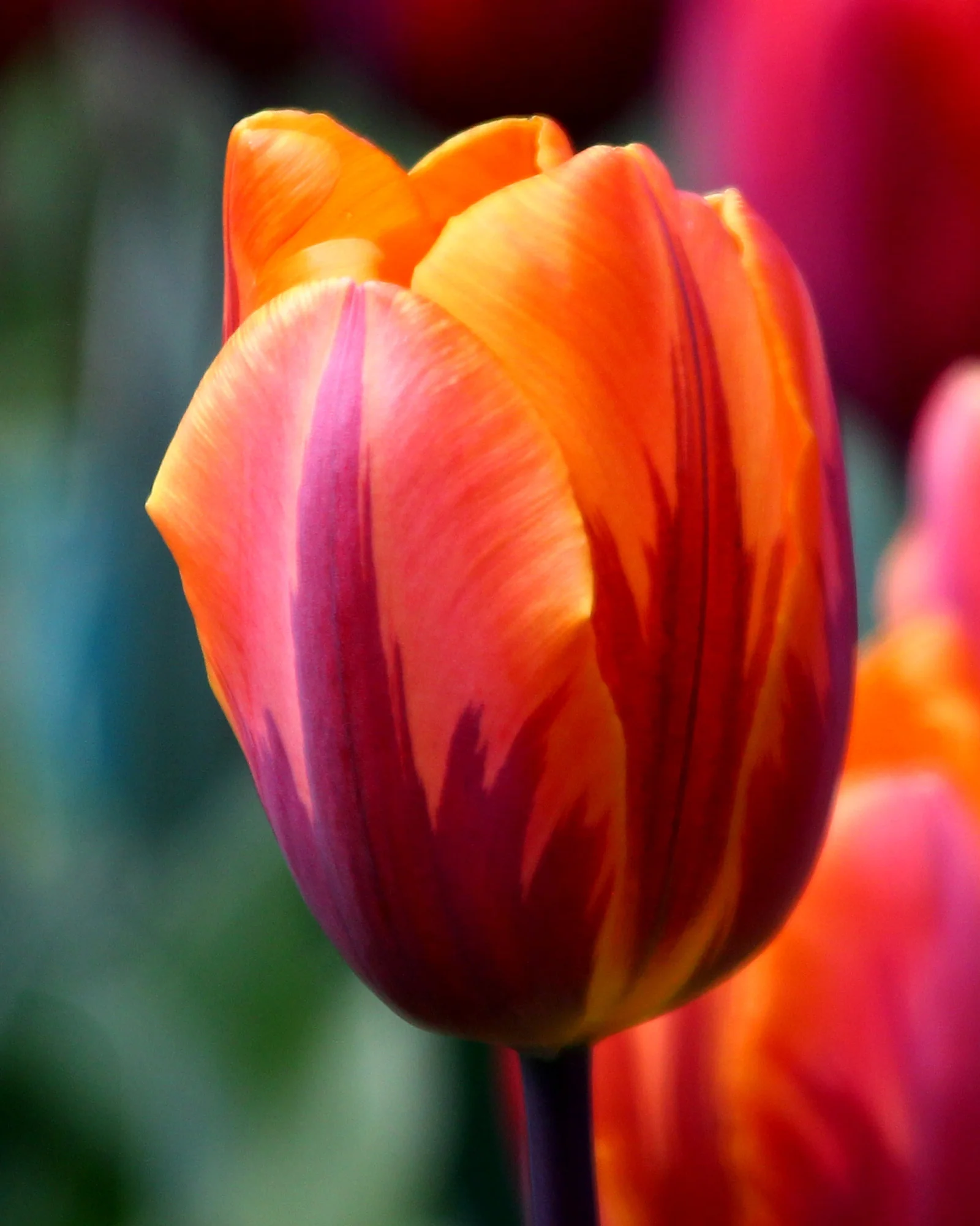 Tulip 'Prinses Irene' - Image 3