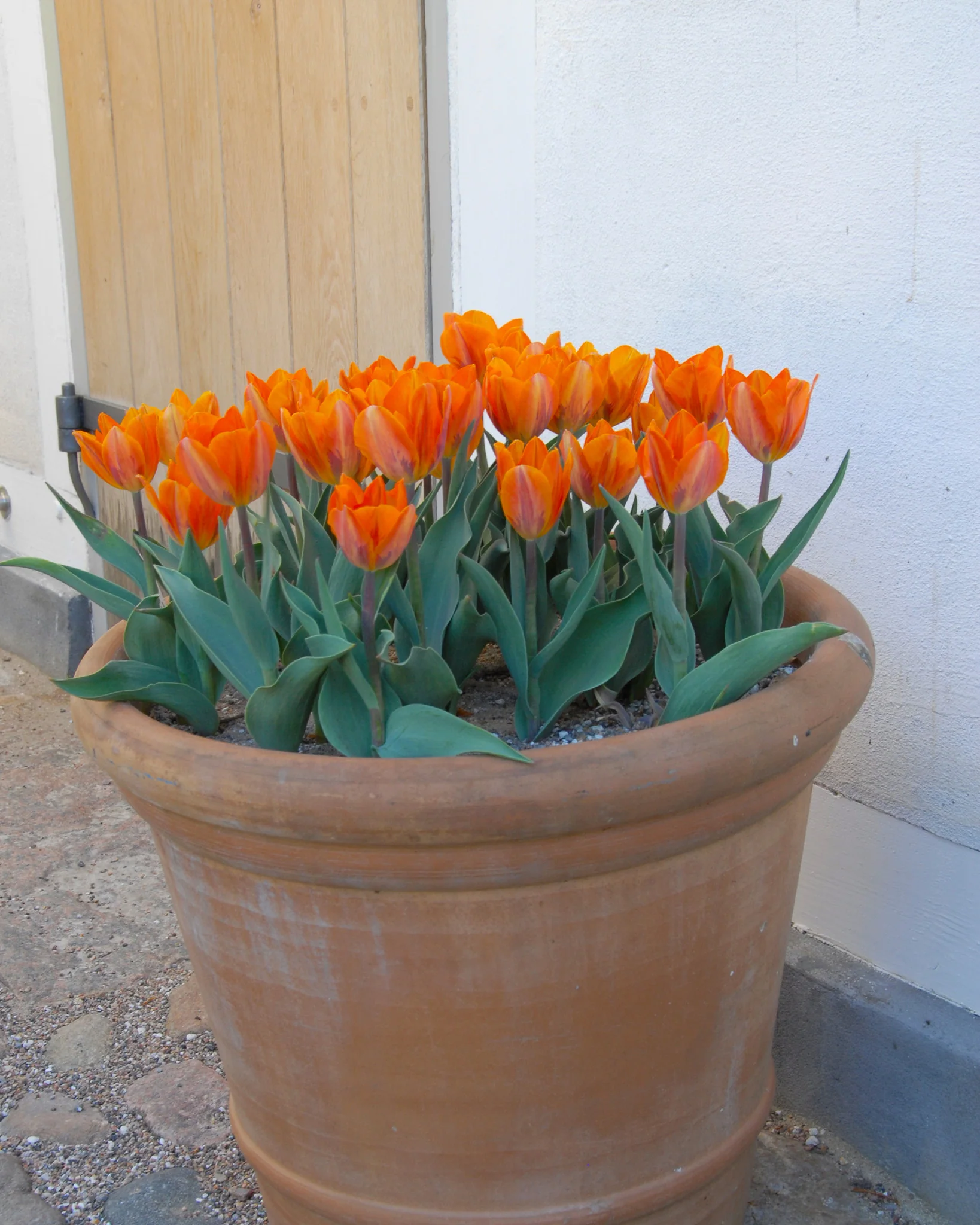 Tulip 'Prinses Irene' - Image 4