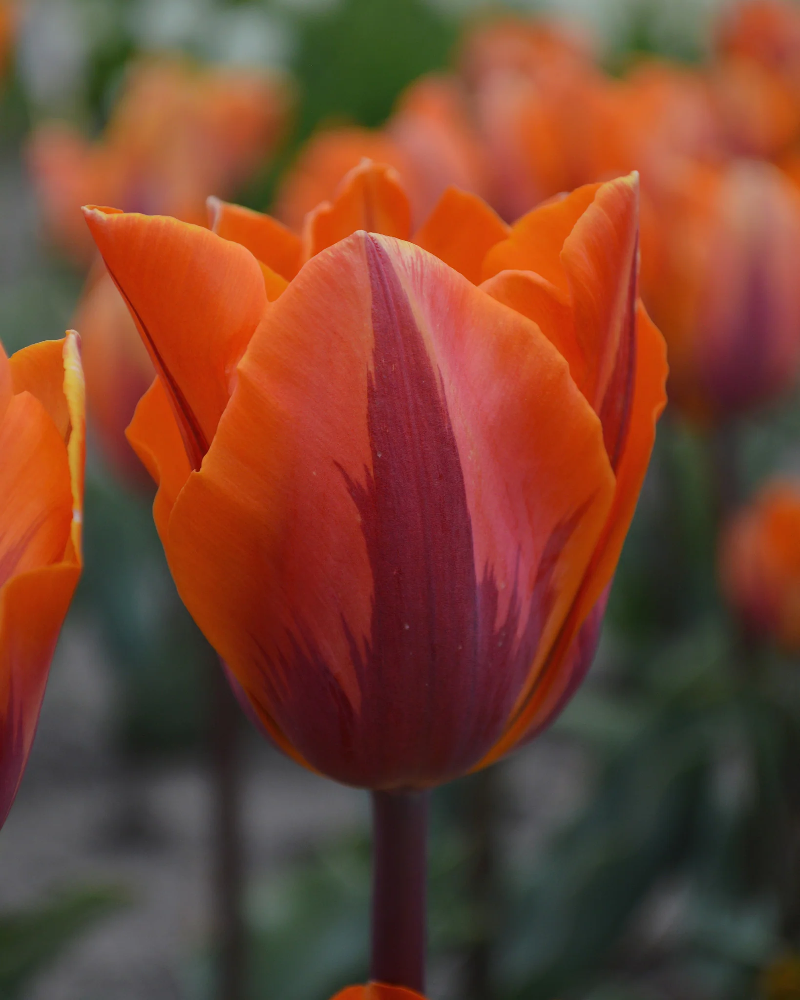 Tulip 'Prinses Irene' - Image 5
